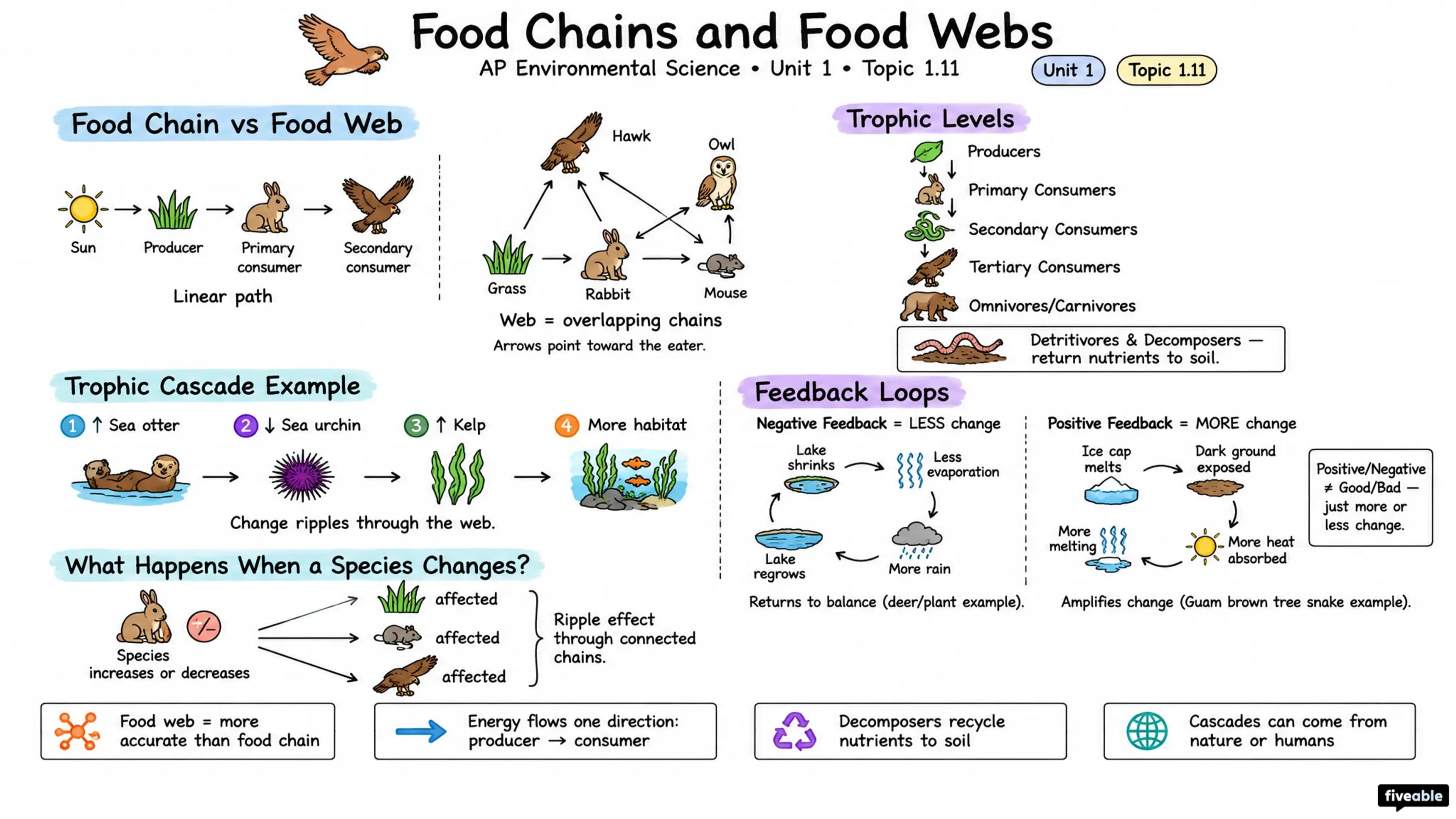 1.11 Food Chains and Food Webs - AP Environmental Science - Unit 1 visual cheatsheet