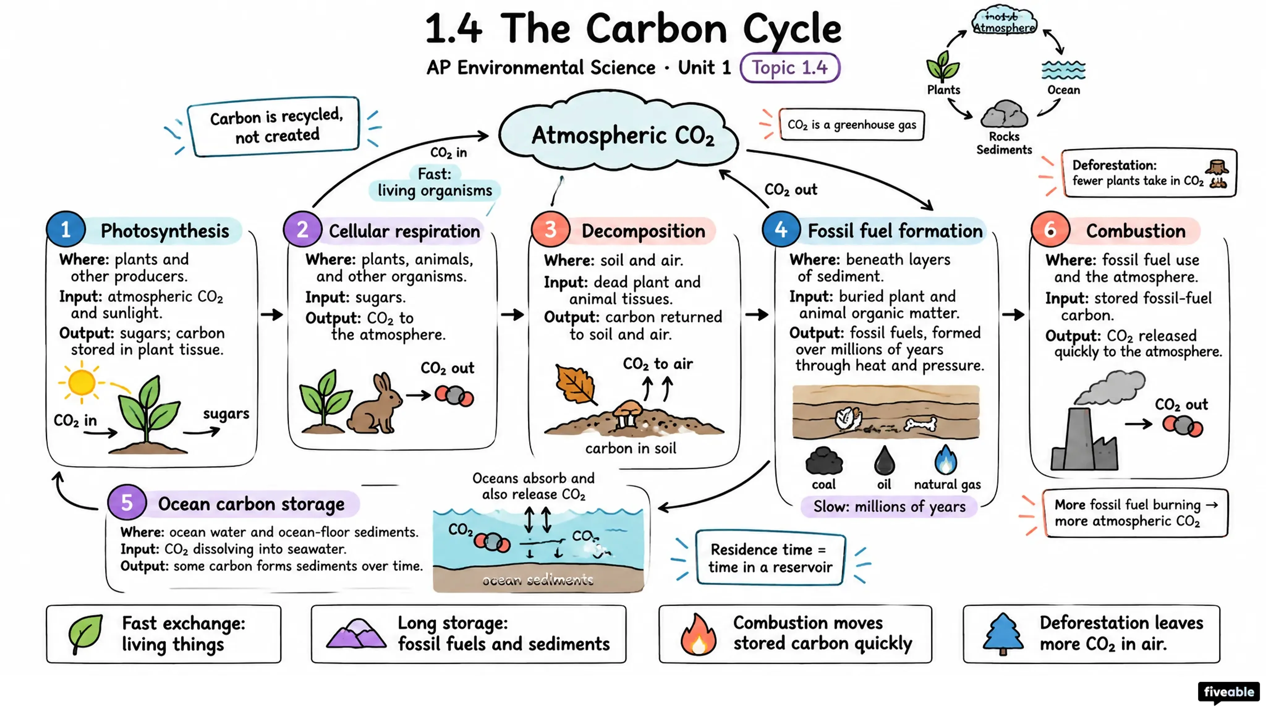 1.4 The Carbon Cycle - AP Environmental Science - Unit 1 visual cheatsheet