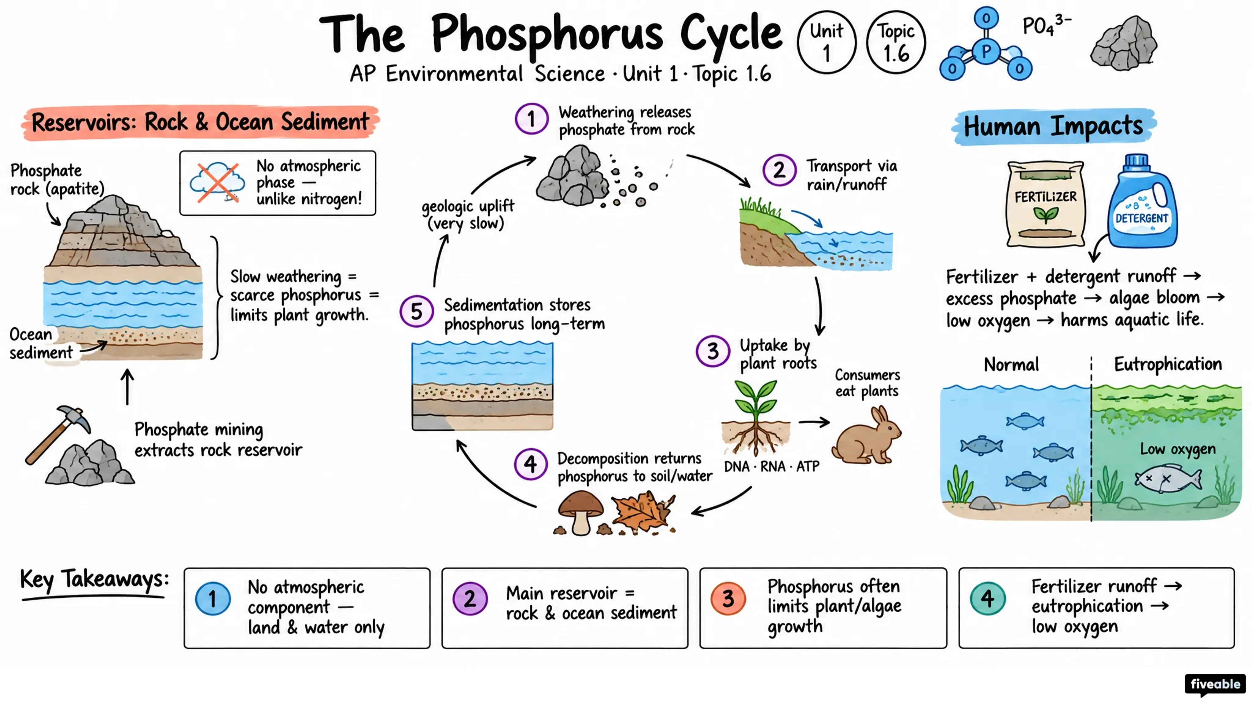 1.6 The Phosphorous Cycle - AP Environmental Science - Unit 1 visual cheatsheet