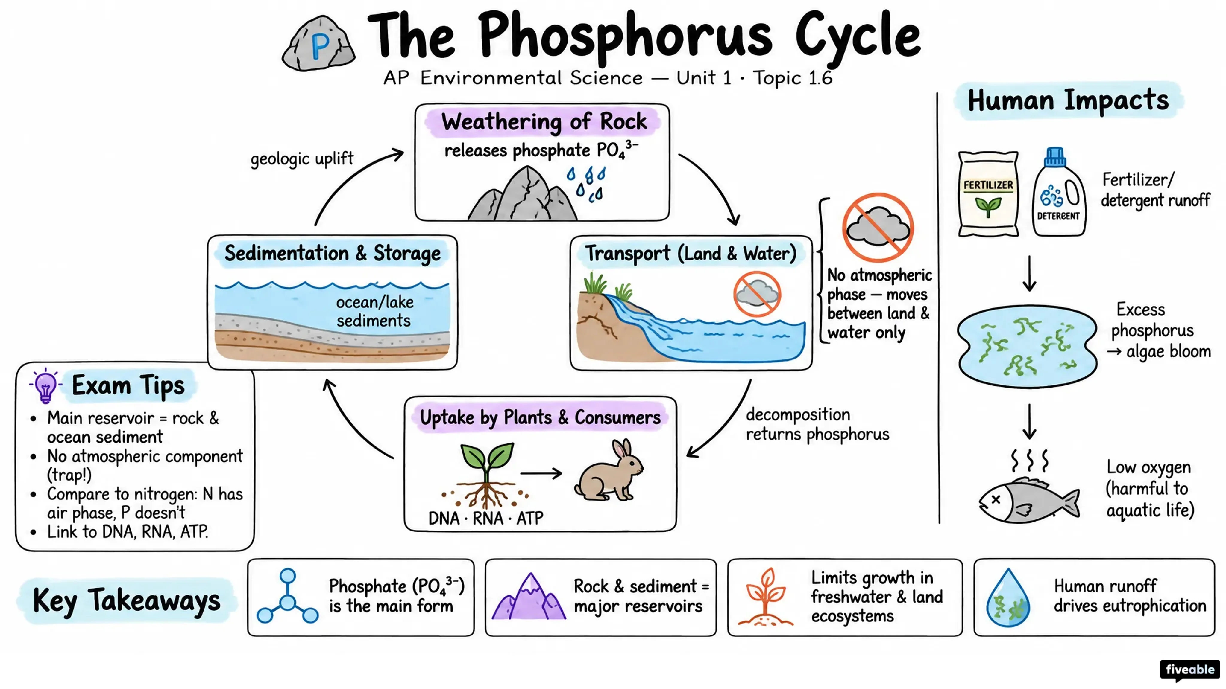 1.6 The Phosphorous Cycle - AP Environmental Science - Unit 1 visual cheatsheet