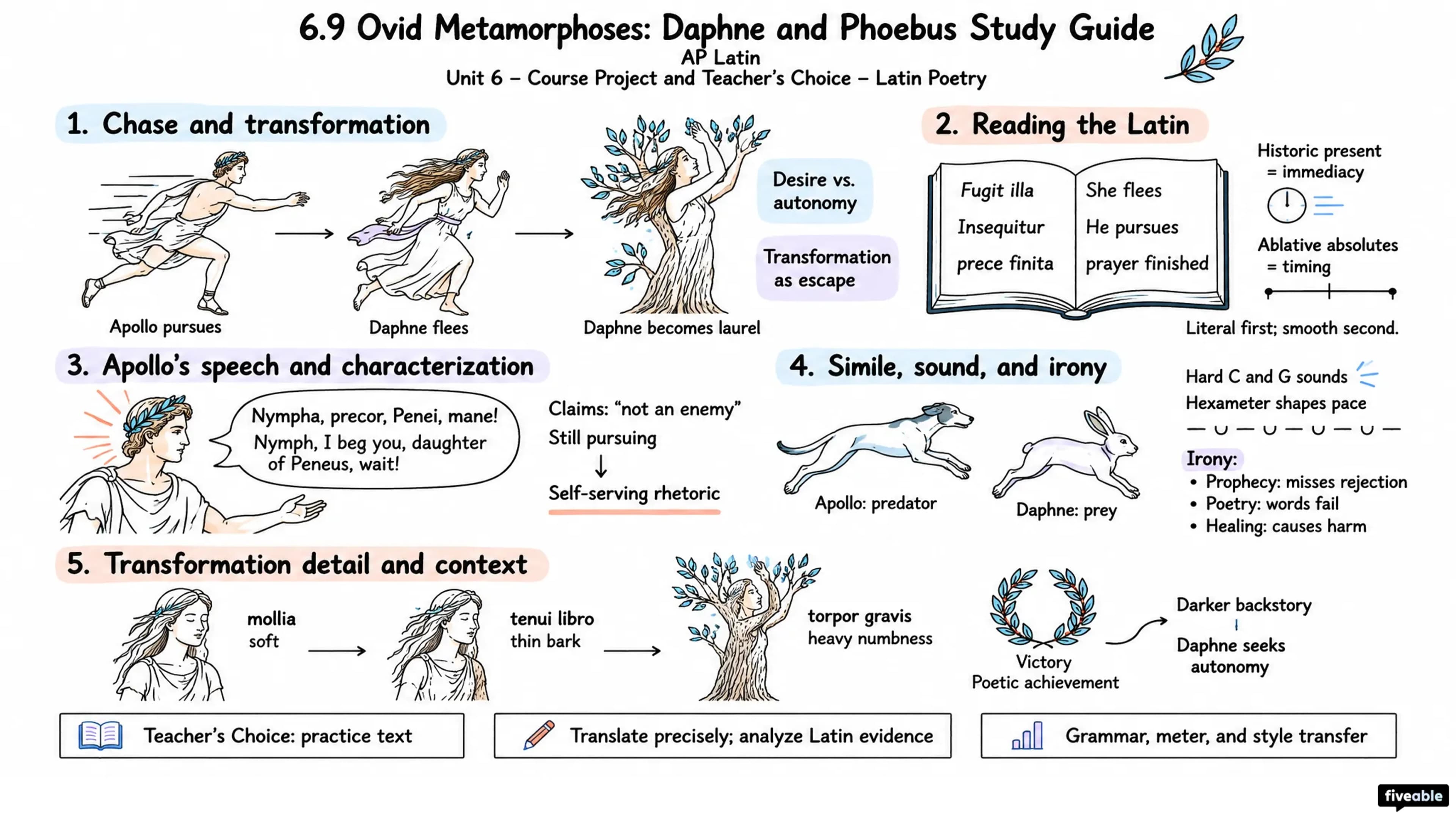 6.9 Ovid Metamorphoses: Daphne and Phoebus Study Guide - AP Latin - Unit 6 visual cheatsheet