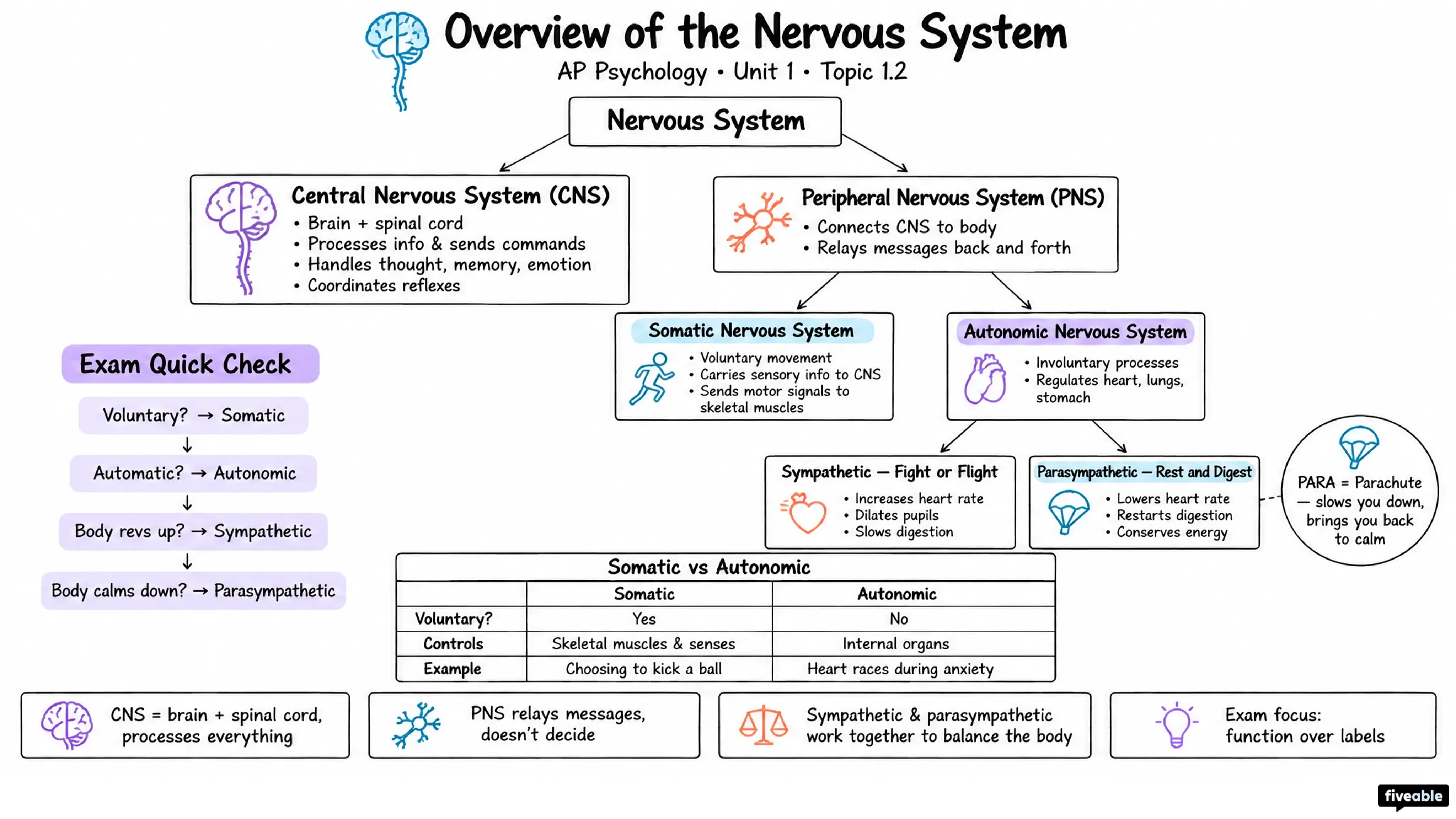 1.2 Overview of the Nervous System - AP Psychology - Unit 1 visual cheatsheet