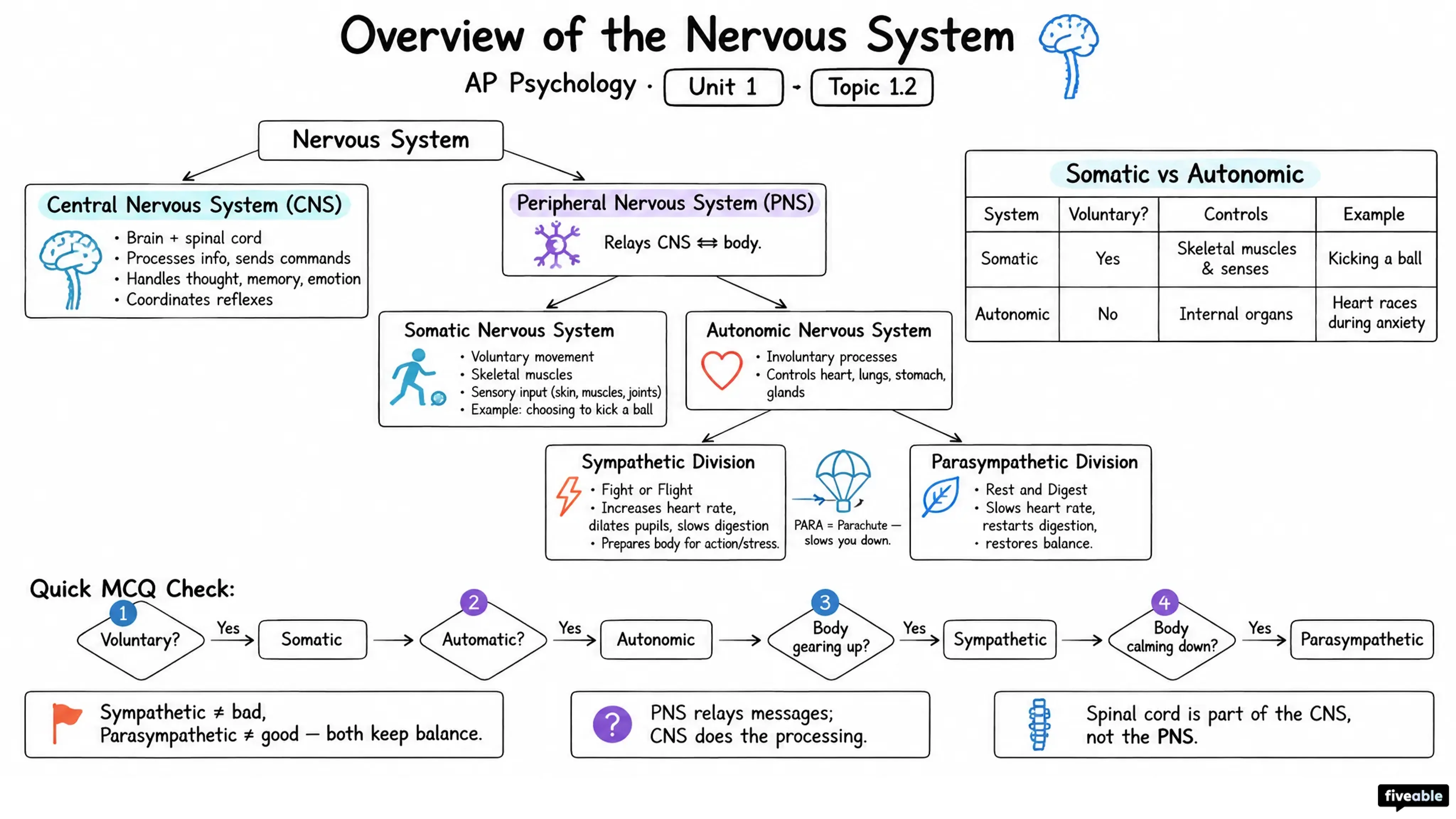 1.2 Overview of the Nervous System - AP Psychology - Unit 1 visual cheatsheet