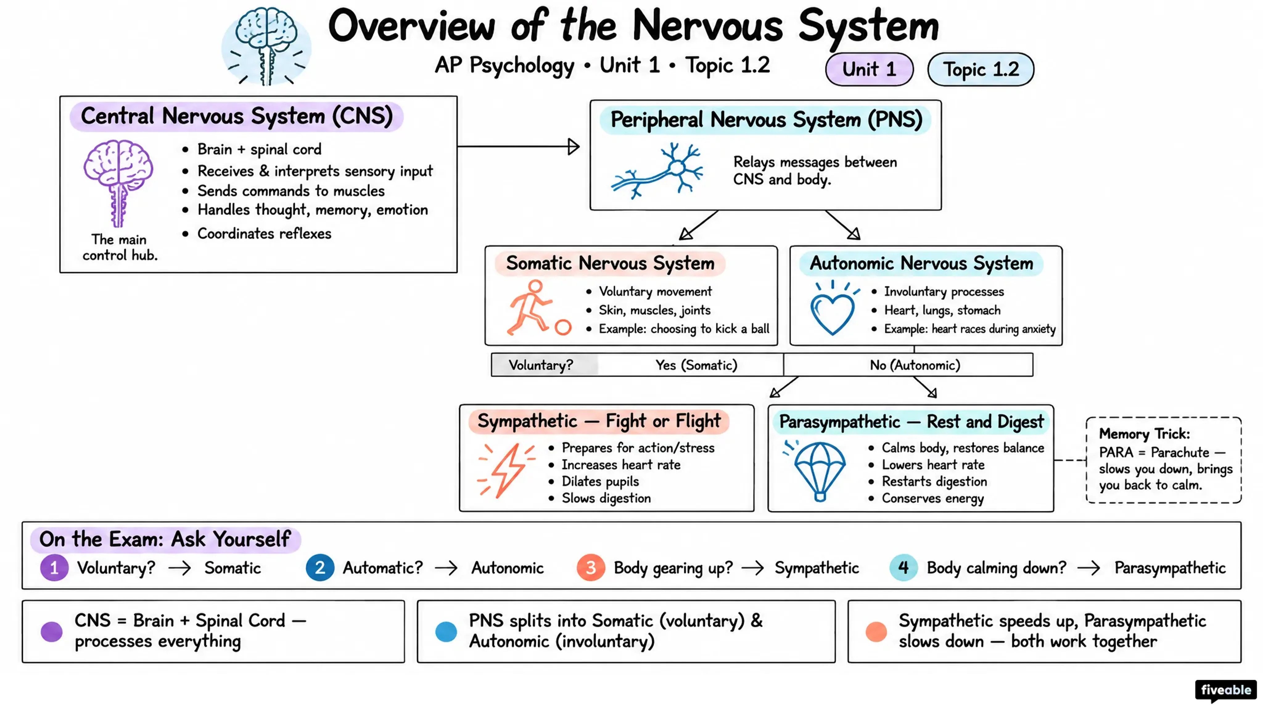 1.2 Overview of the Nervous System - AP Psychology - Unit 1 visual cheatsheet