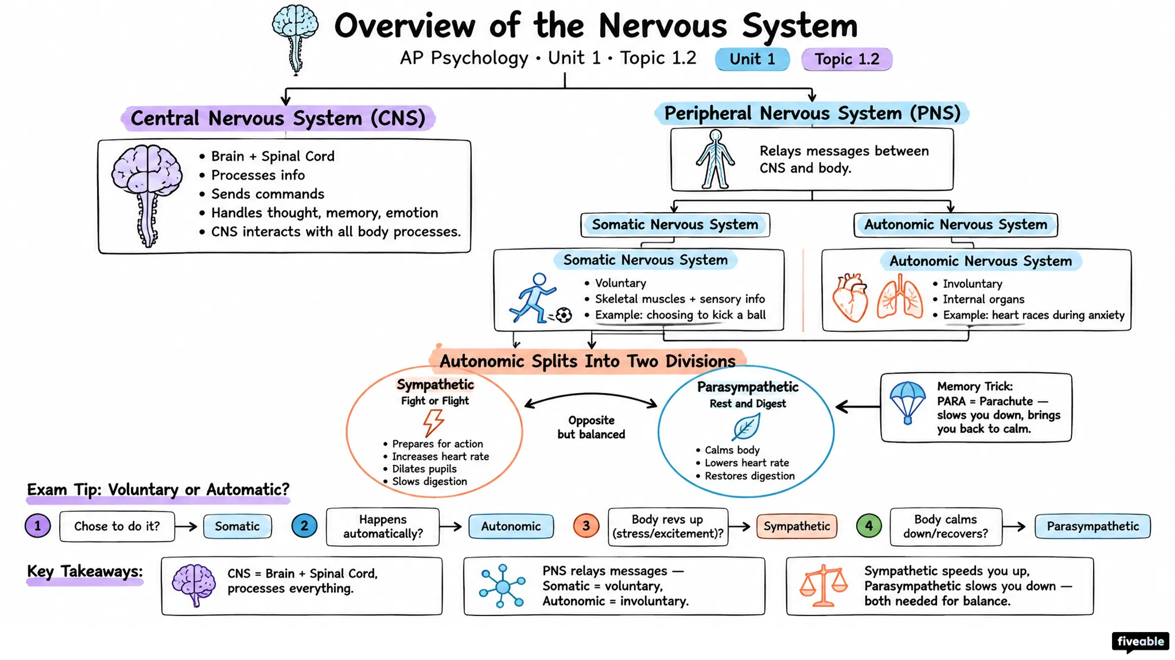 1.2 Overview of the Nervous System - AP Psychology - Unit 1 visual cheatsheet