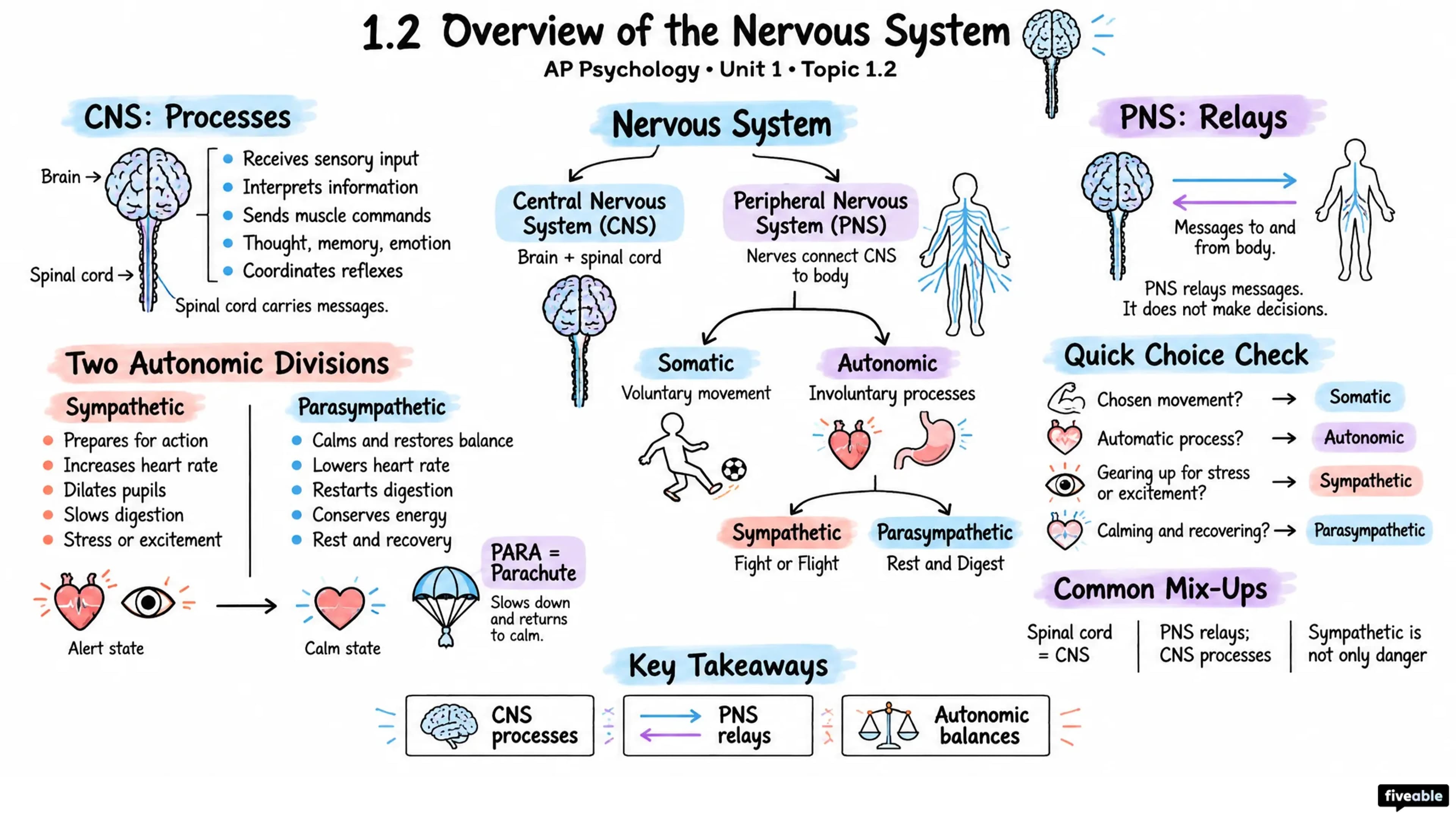 1.2 Overview of the Nervous System - AP Psychology - Unit 1 visual cheatsheet