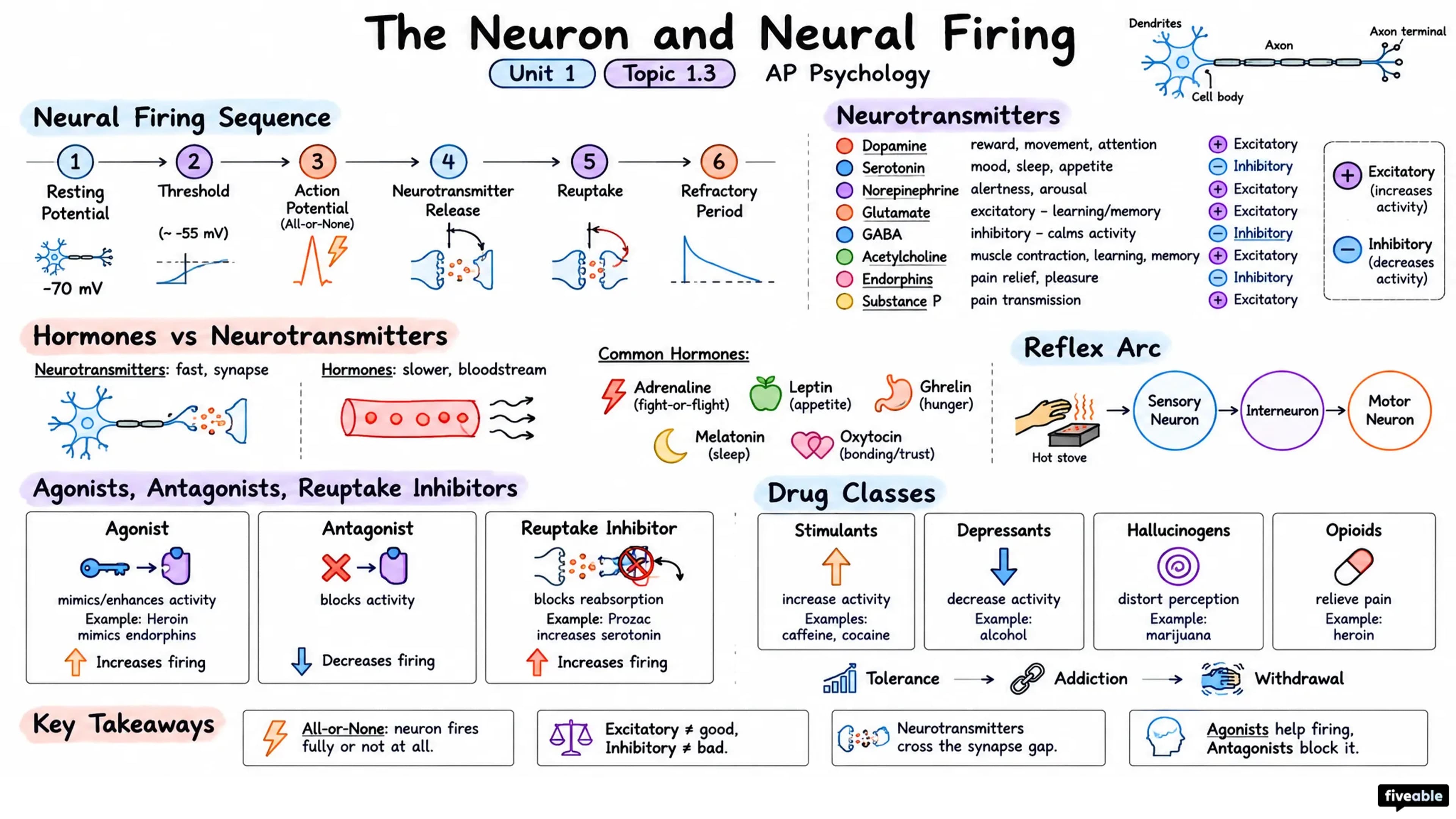1.3 The Neuron and Neural Firing - AP Psychology - Unit 1 visual cheatsheet