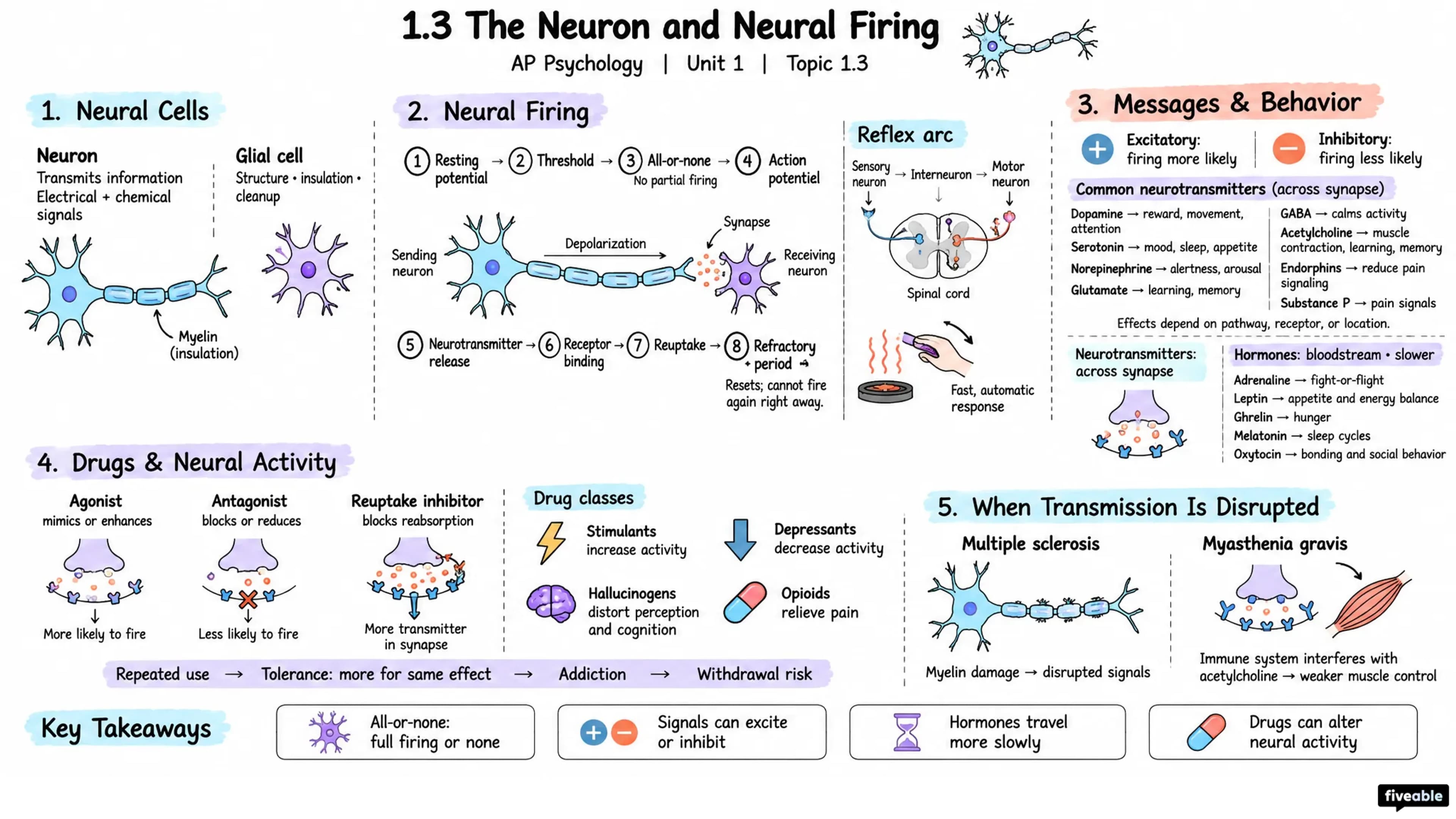 1.3 The Neuron and Neural Firing - AP Psychology - Unit 1 visual cheatsheet