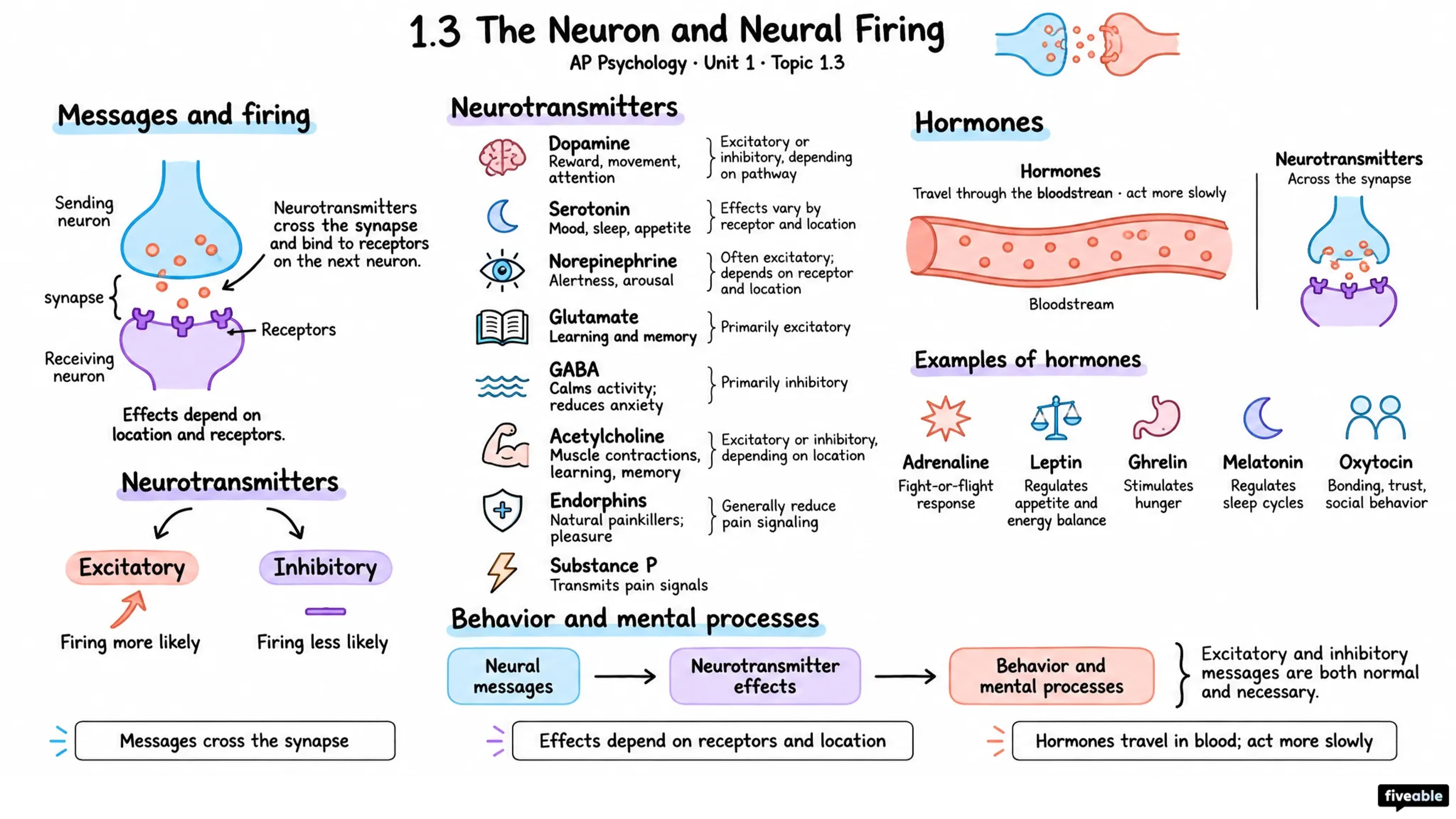 1.3 The Neuron and Neural Firing - AP Psychology - Unit 1 visual cheatsheet