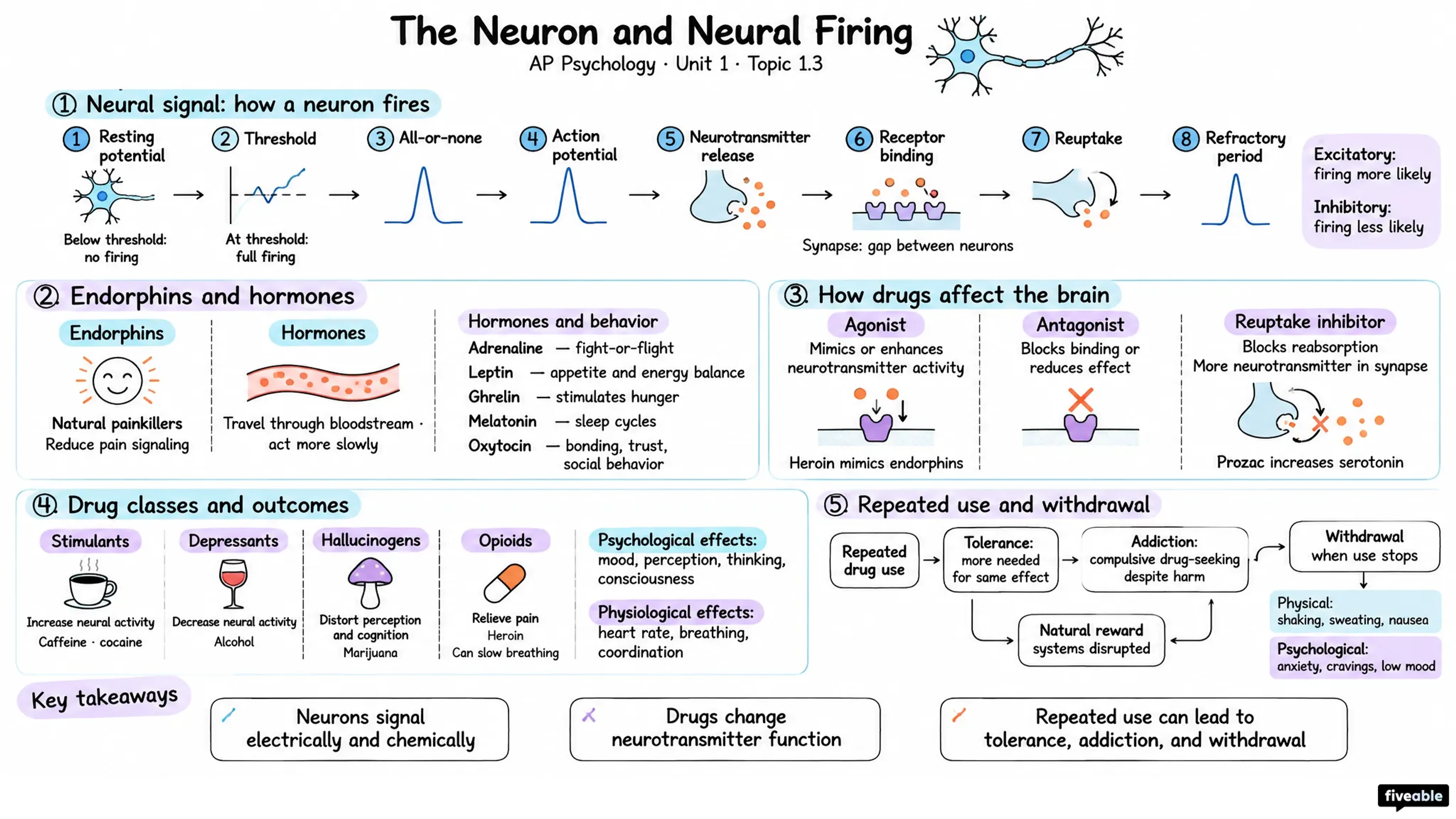 1.3 The Neuron and Neural Firing - AP Psychology - Unit 1 visual cheatsheet