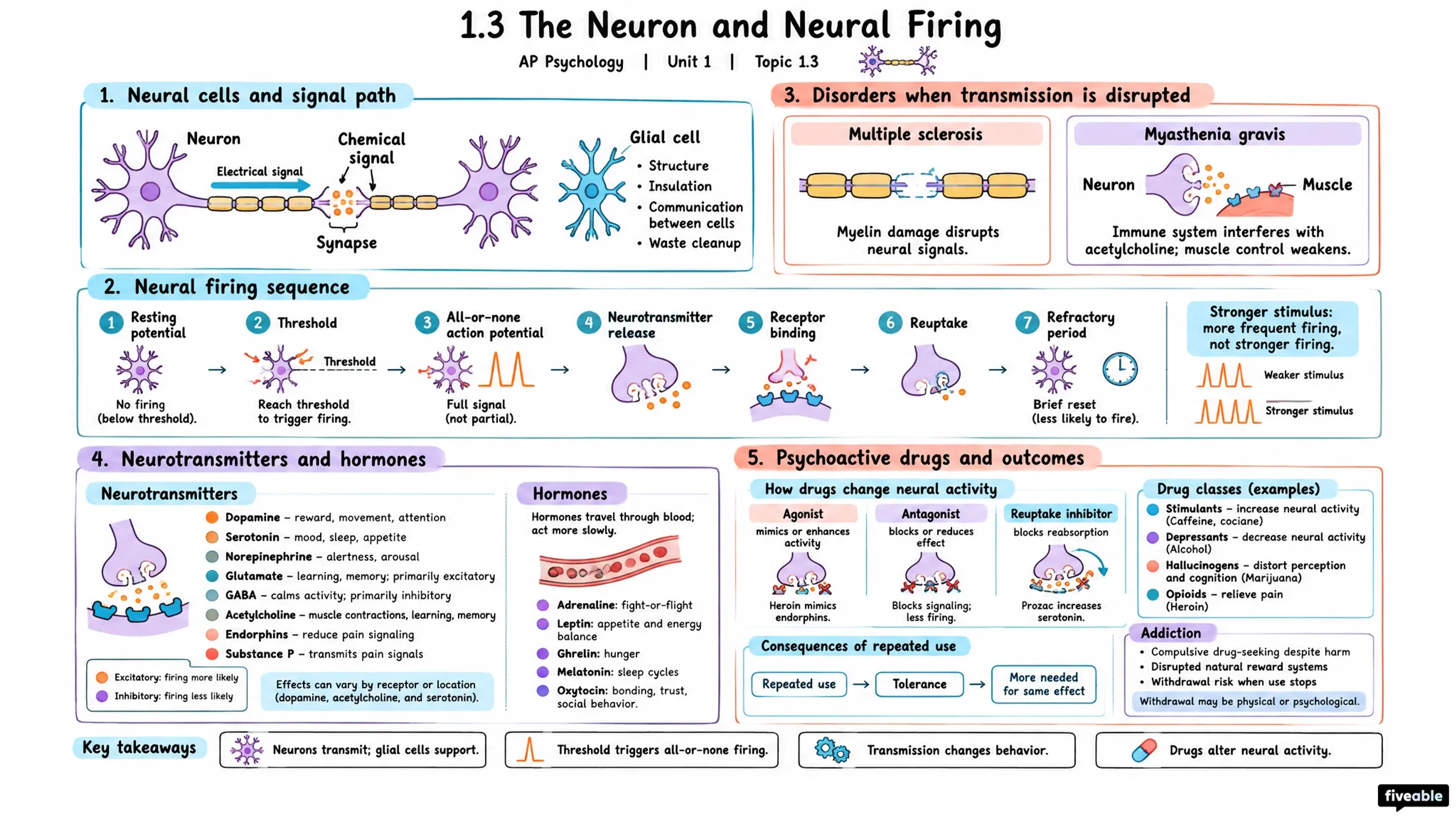 1.3 The Neuron and Neural Firing - AP Psychology - Unit 1 visual cheatsheet