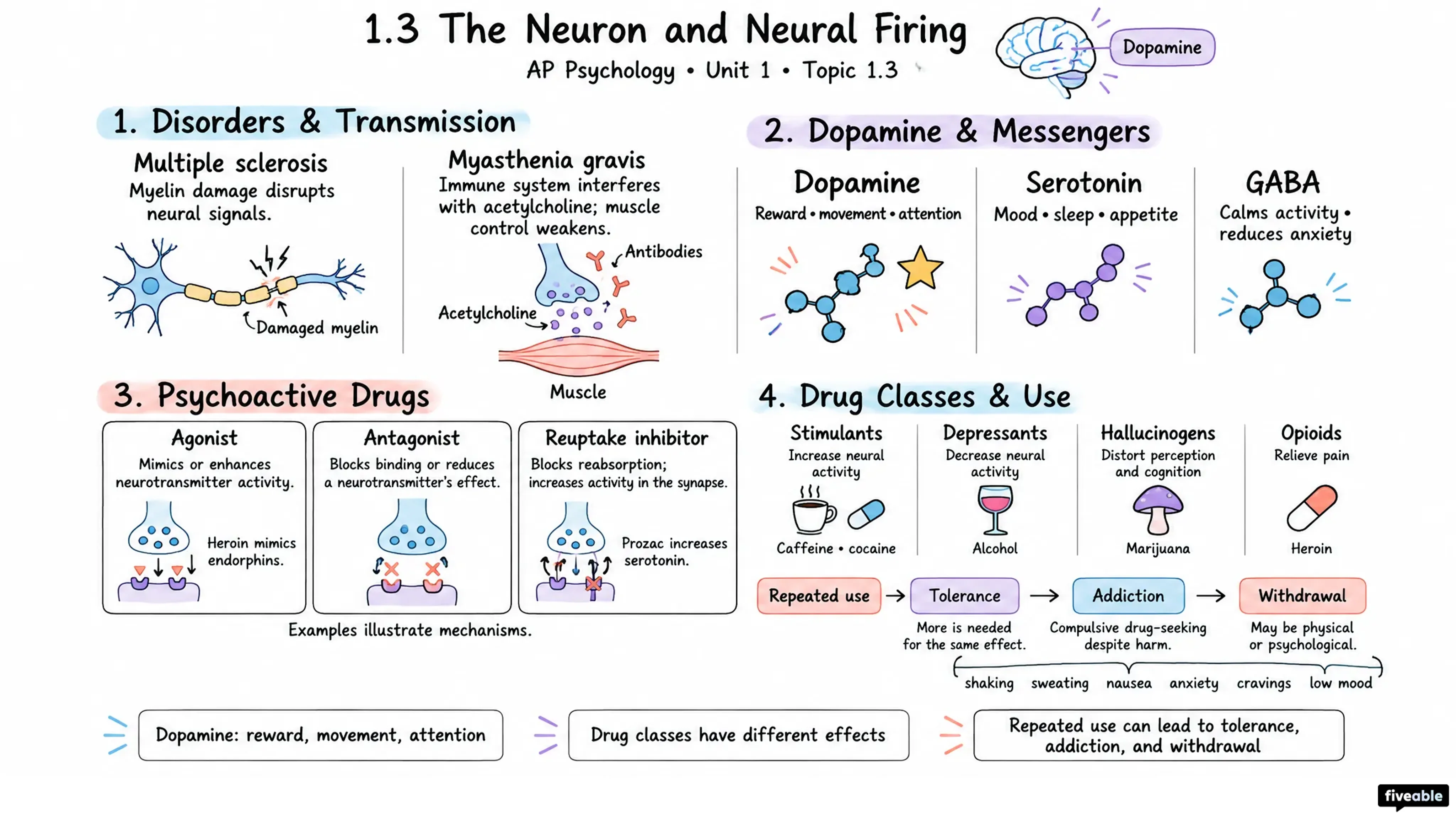 1.3 The Neuron and Neural Firing - AP Psychology - Unit 1 visual cheatsheet