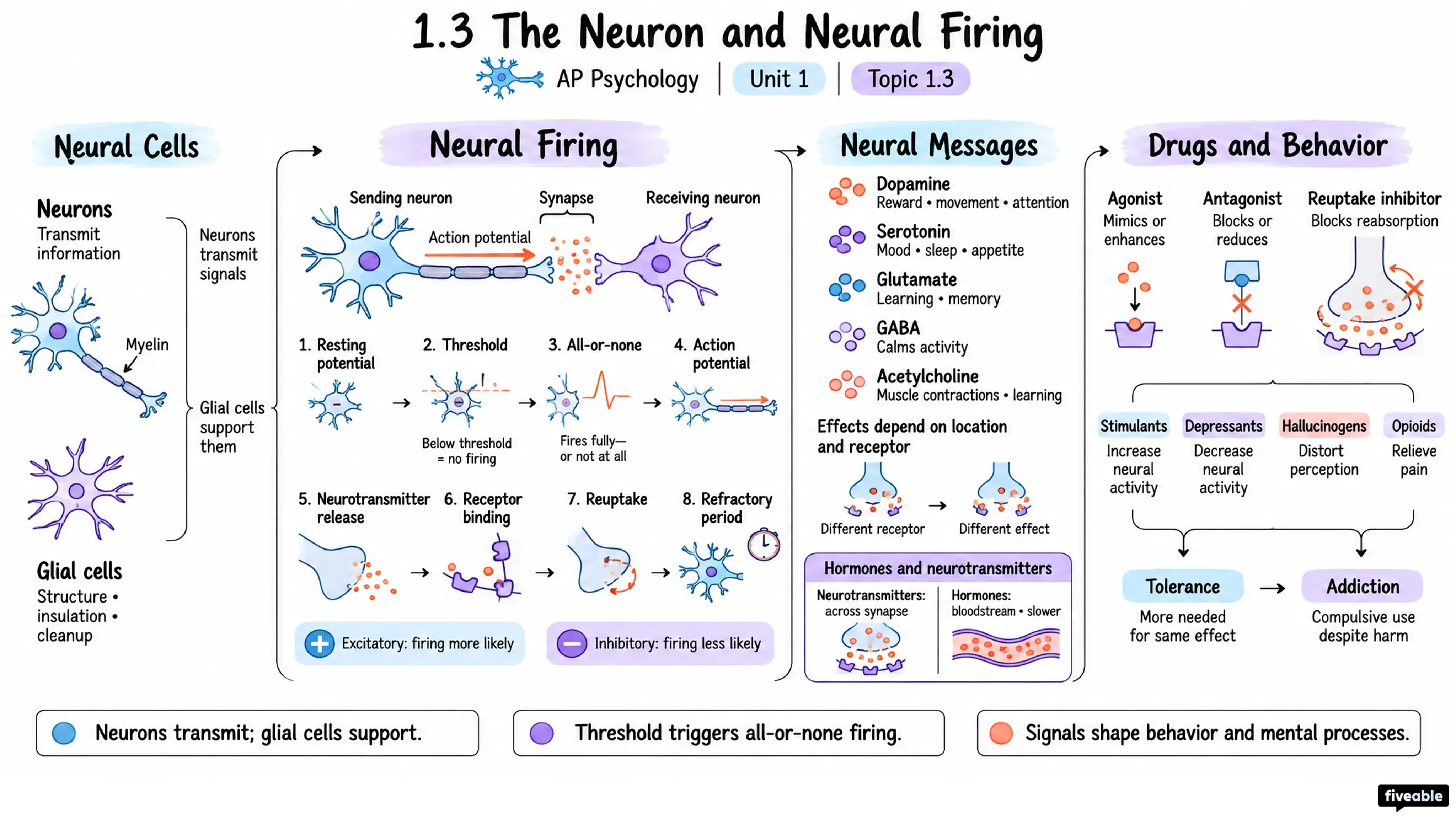 1.3 The Neuron and Neural Firing - AP Psychology - Unit 1 visual cheatsheet