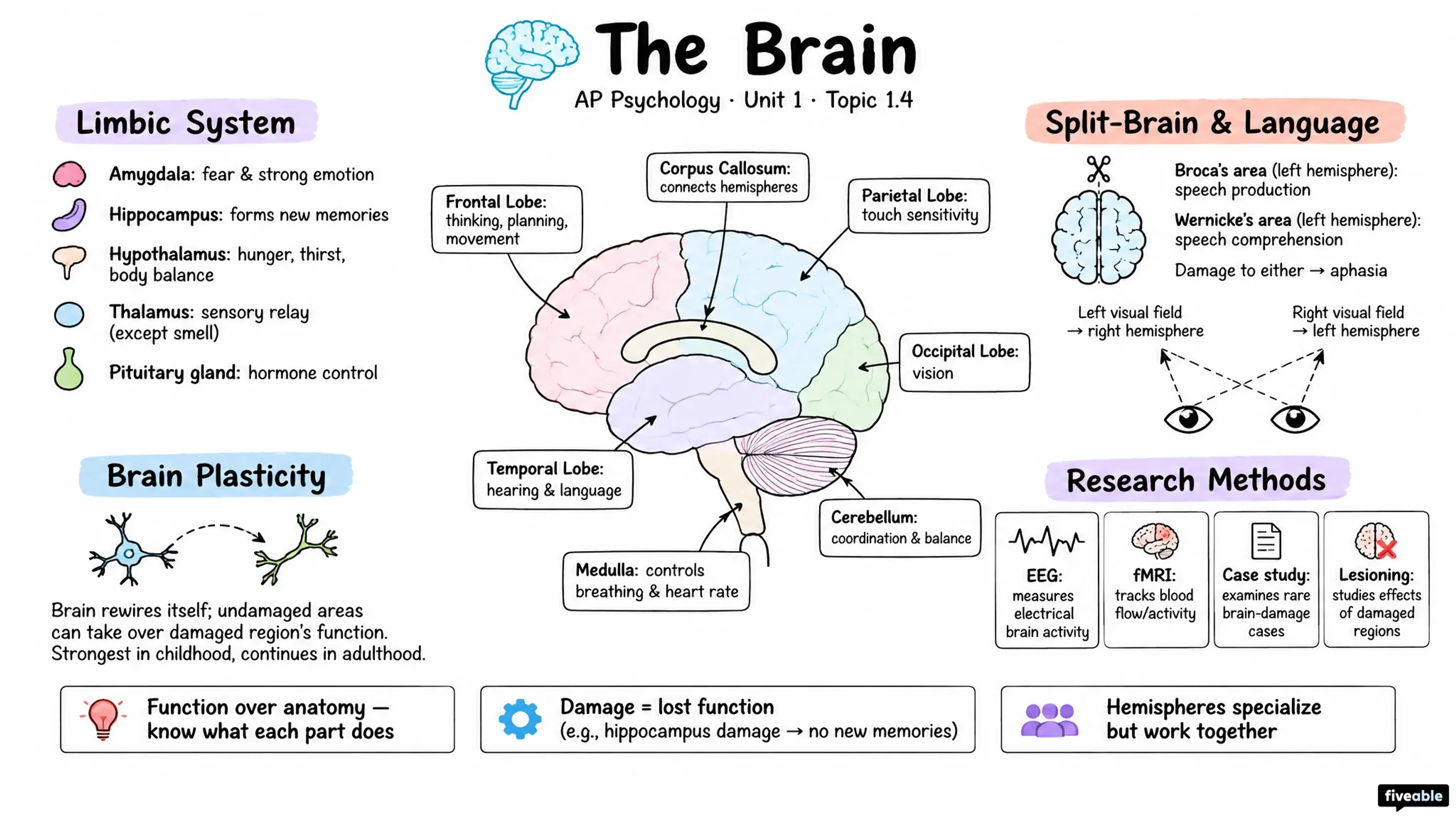 1.4 The Brain - AP Psychology - Unit 1 visual cheatsheet