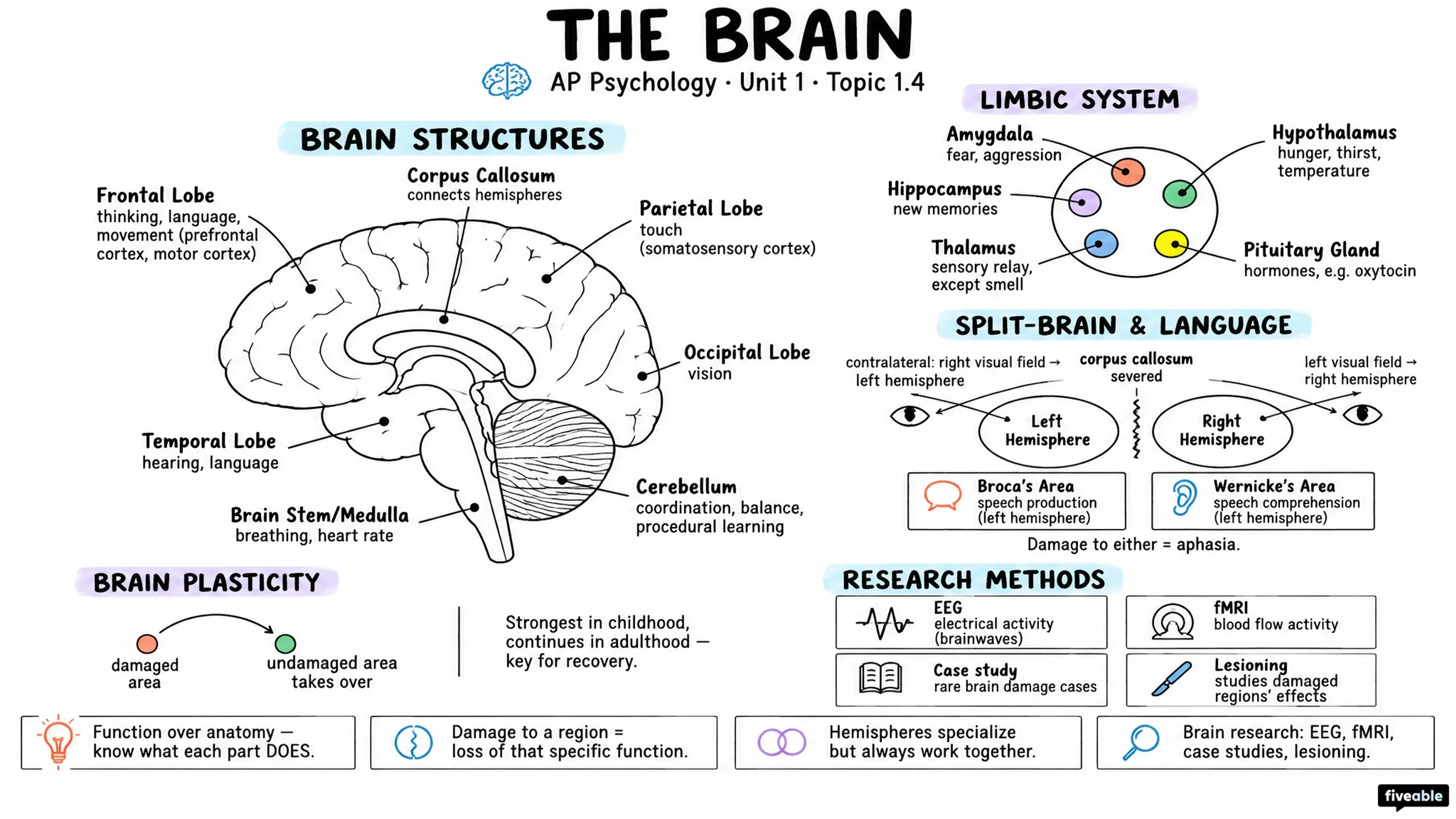 1.4 The Brain - AP Psychology - Unit 1 visual cheatsheet