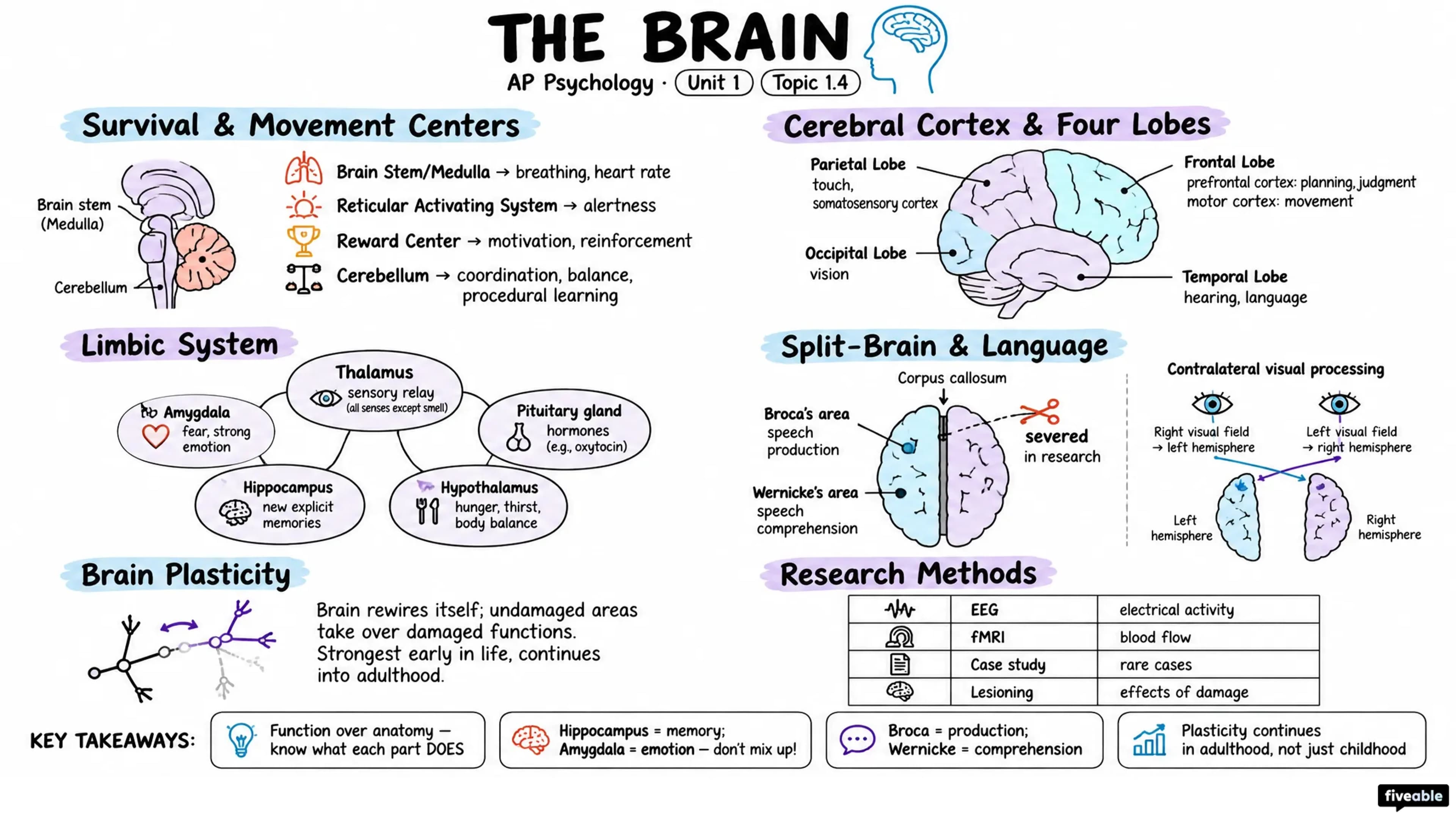 1.4 The Brain - AP Psychology - Unit 1 visual cheatsheet