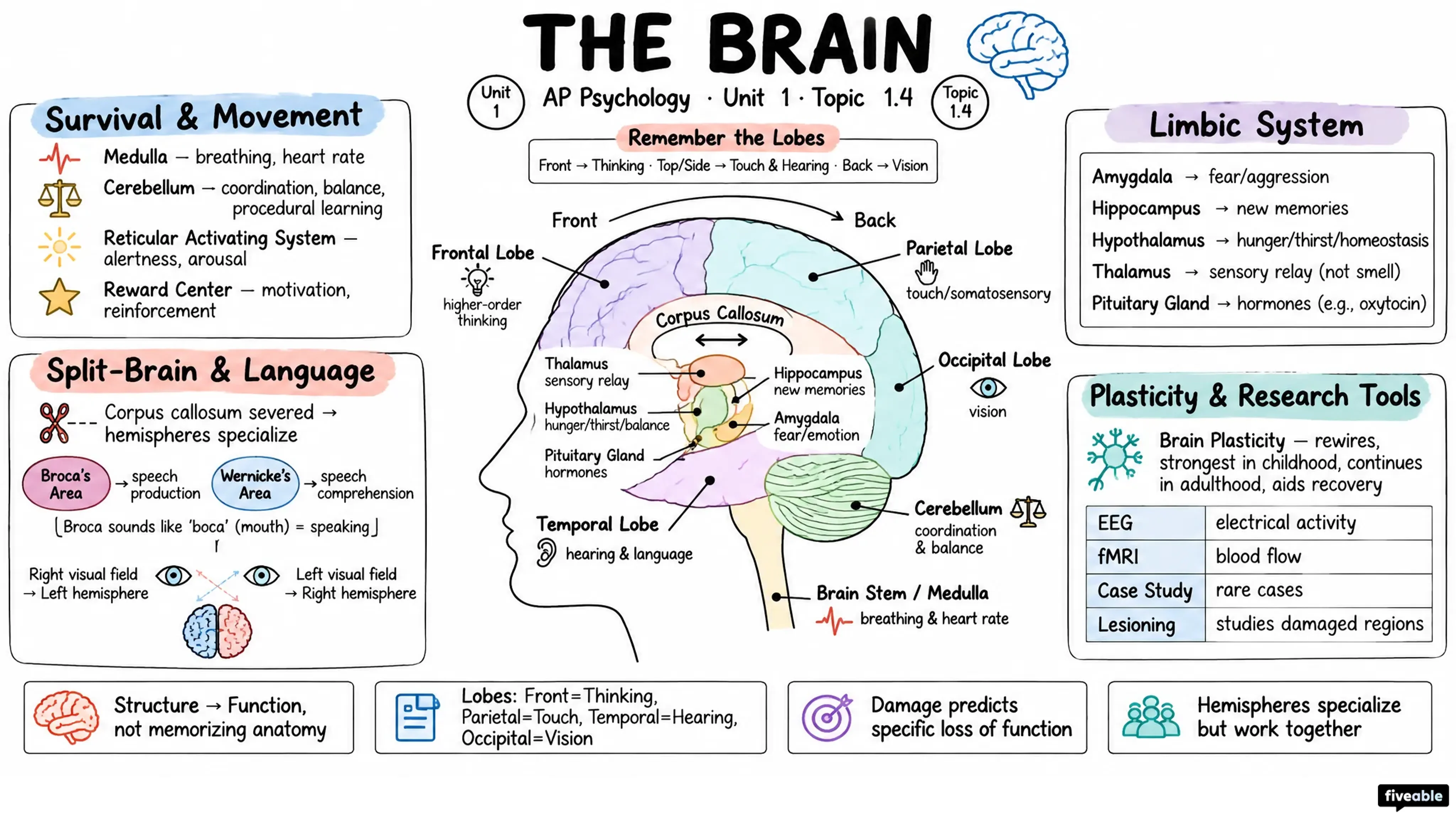 1.4 The Brain - AP Psychology - Unit 1 visual cheatsheet