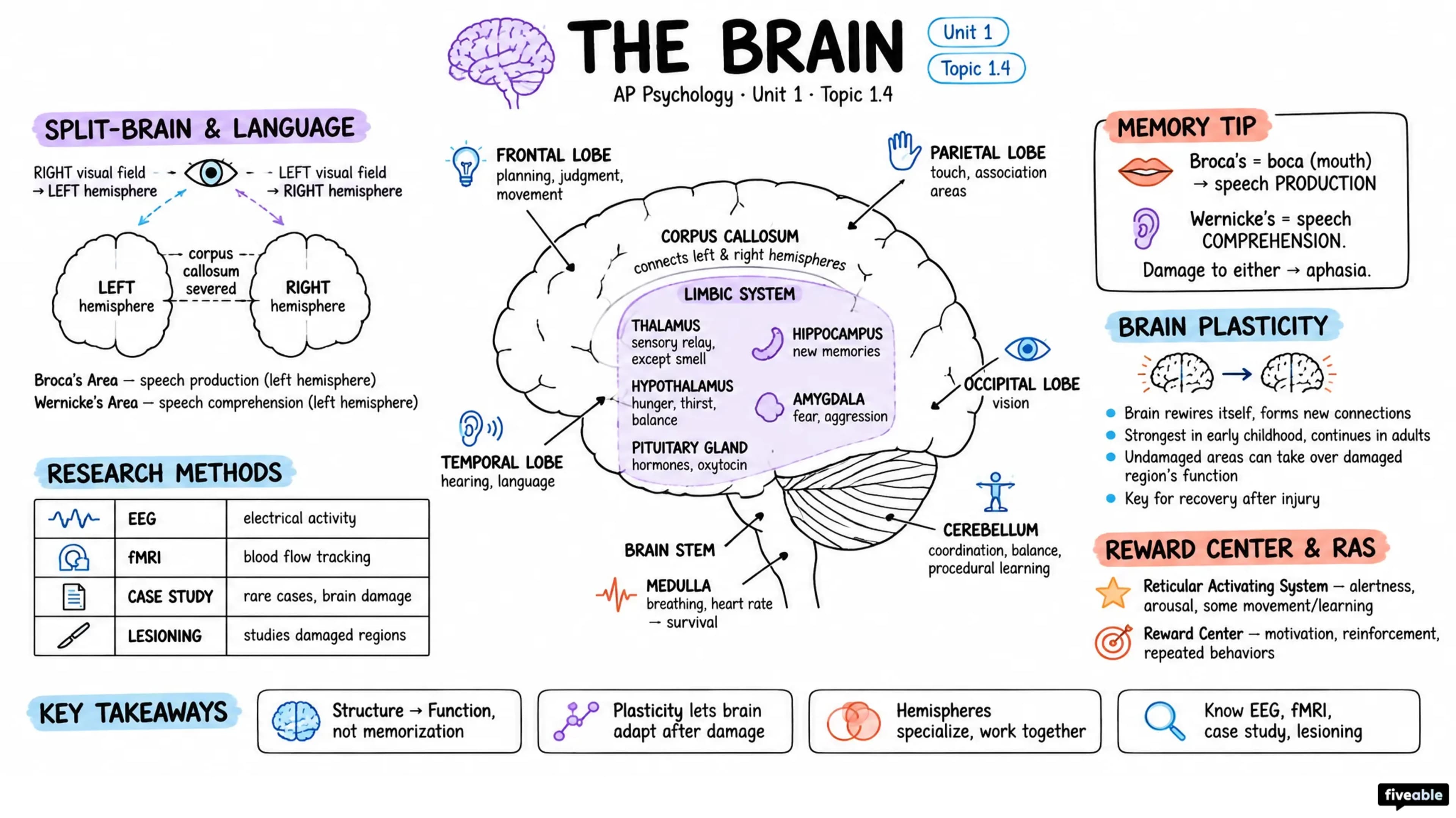 1.4 The Brain - AP Psychology - Unit 1 visual cheatsheet