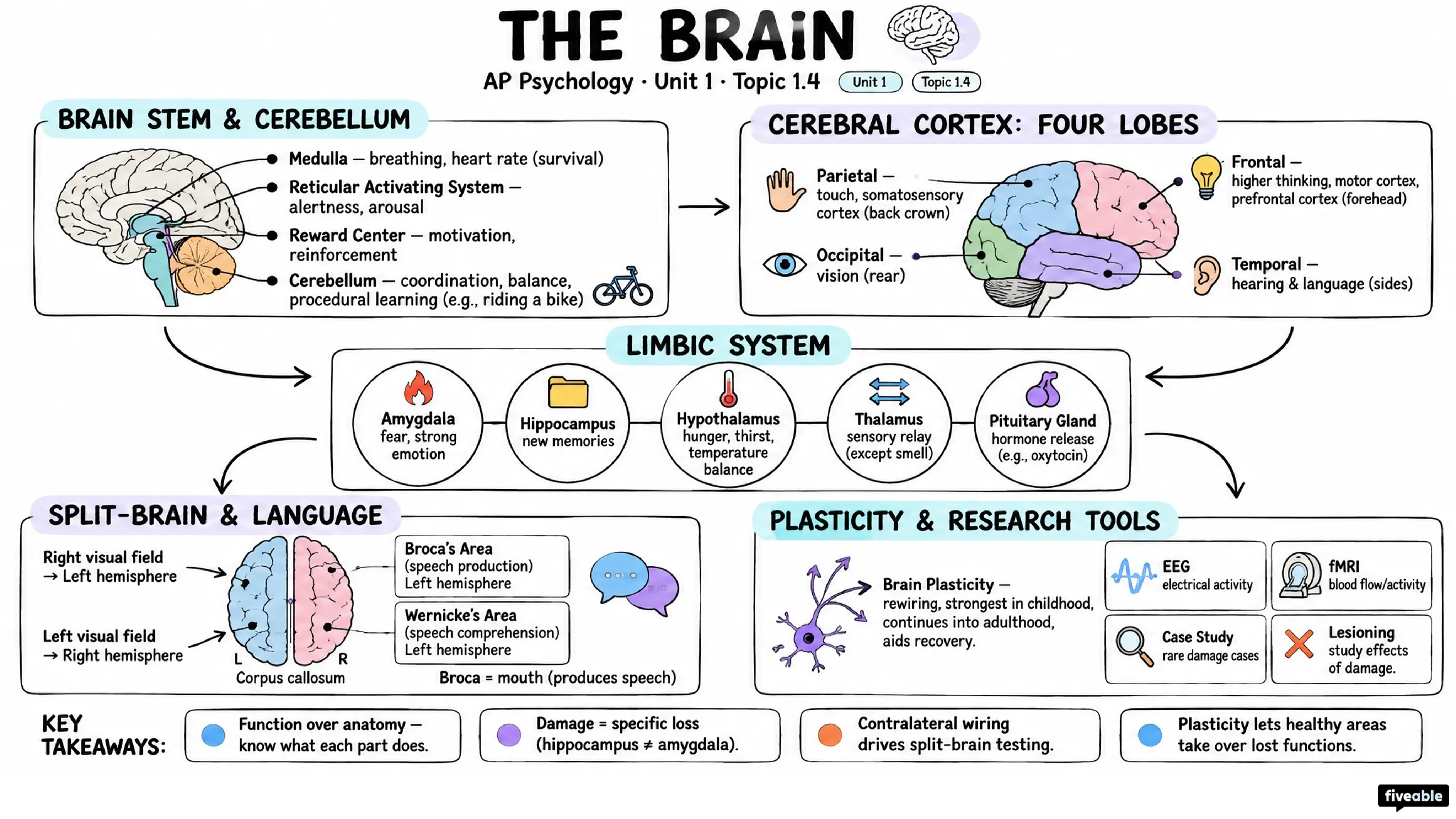 1.4 The Brain - AP Psychology - Unit 1 visual cheatsheet