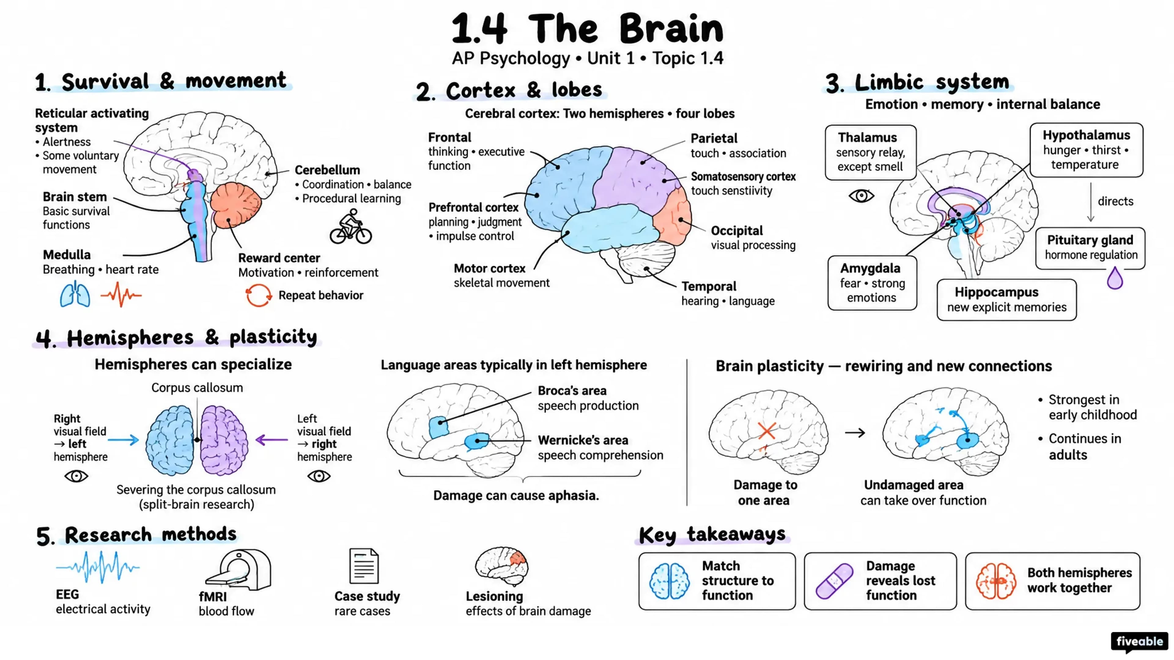 1.4 The Brain - AP Psychology - Unit 1 visual cheatsheet