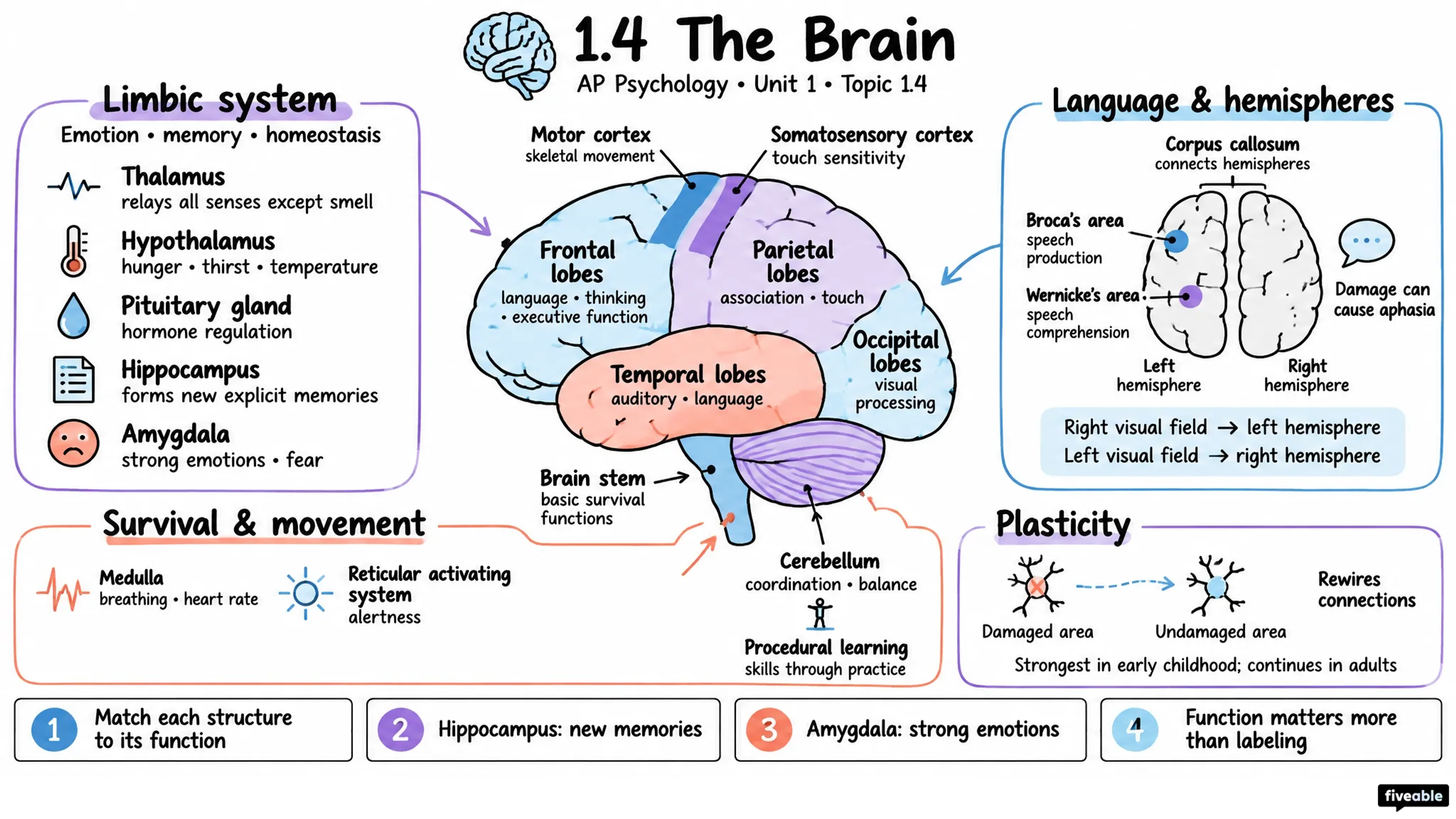 1.4 The Brain - AP Psychology - Unit 1 visual cheatsheet