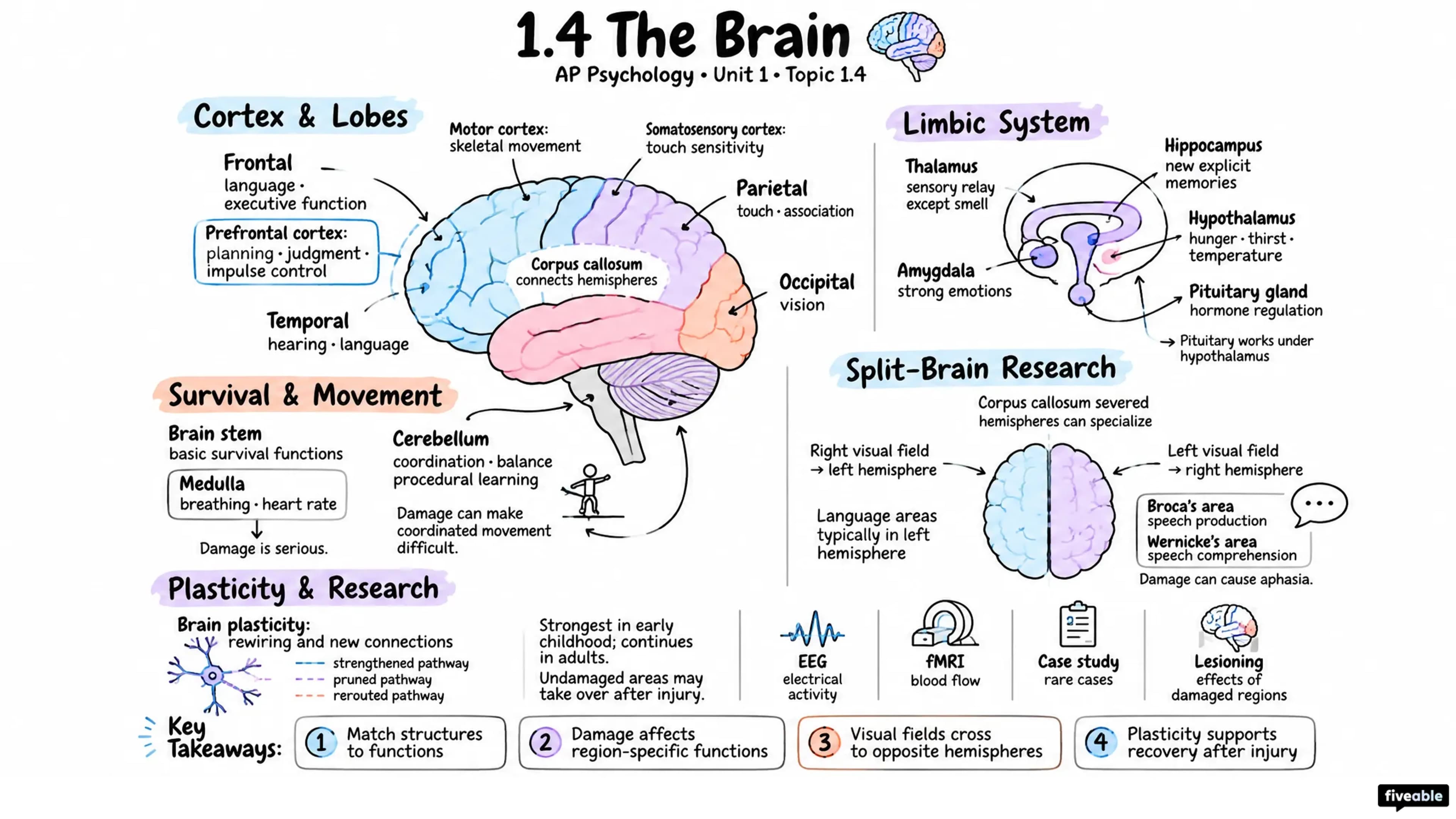 1.4 The Brain - AP Psychology - Unit 1 visual cheatsheet