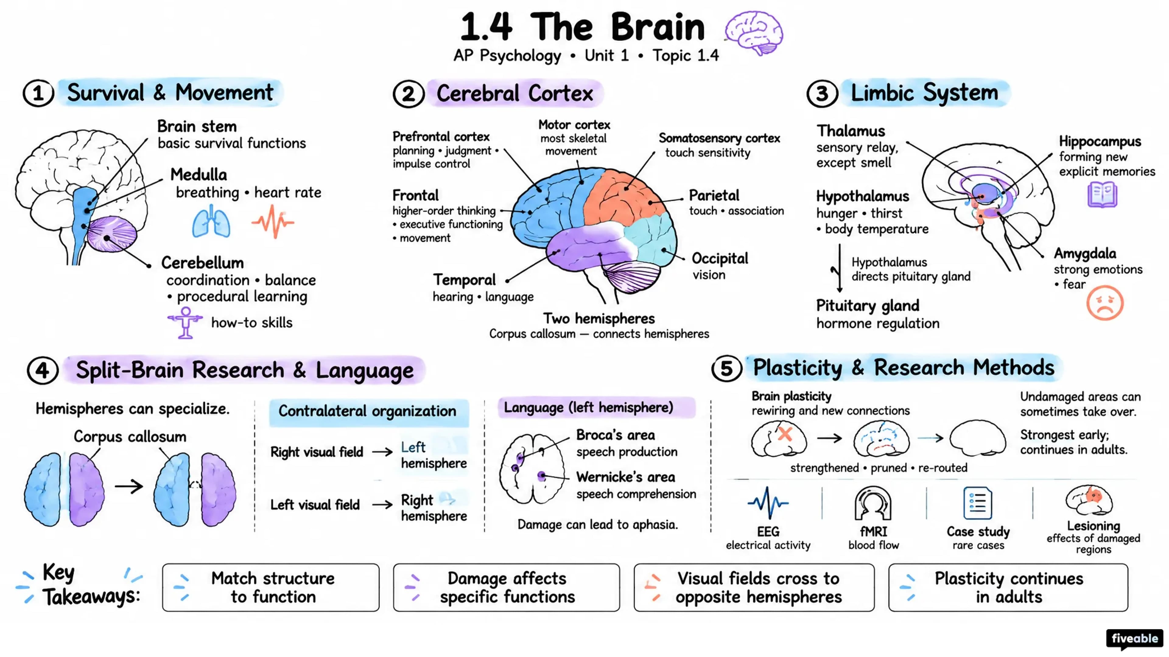 1.4 The Brain - AP Psychology - Unit 1 visual cheatsheet