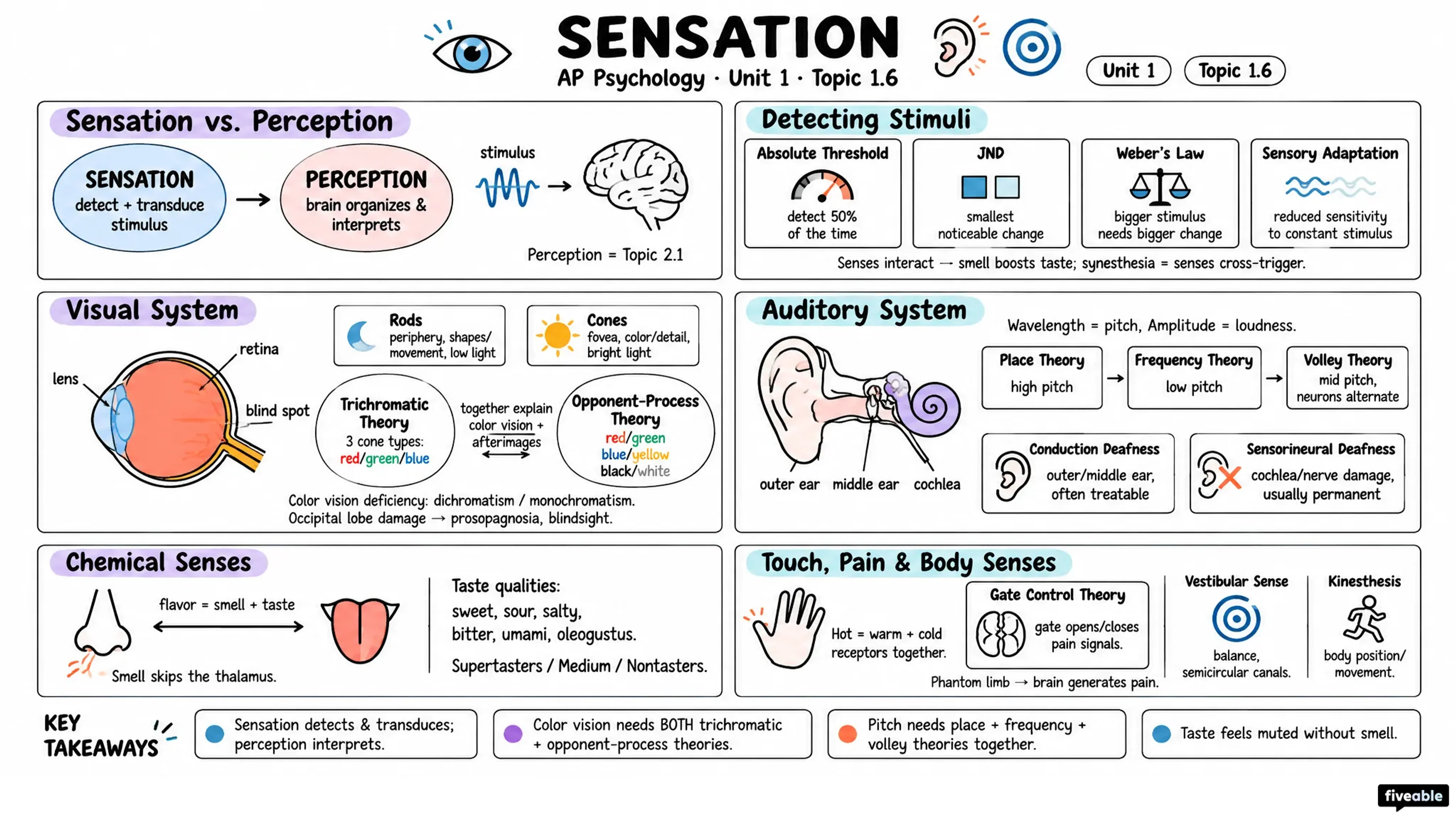 1.6 Sensation - AP Psychology - Unit 1 visual cheatsheet