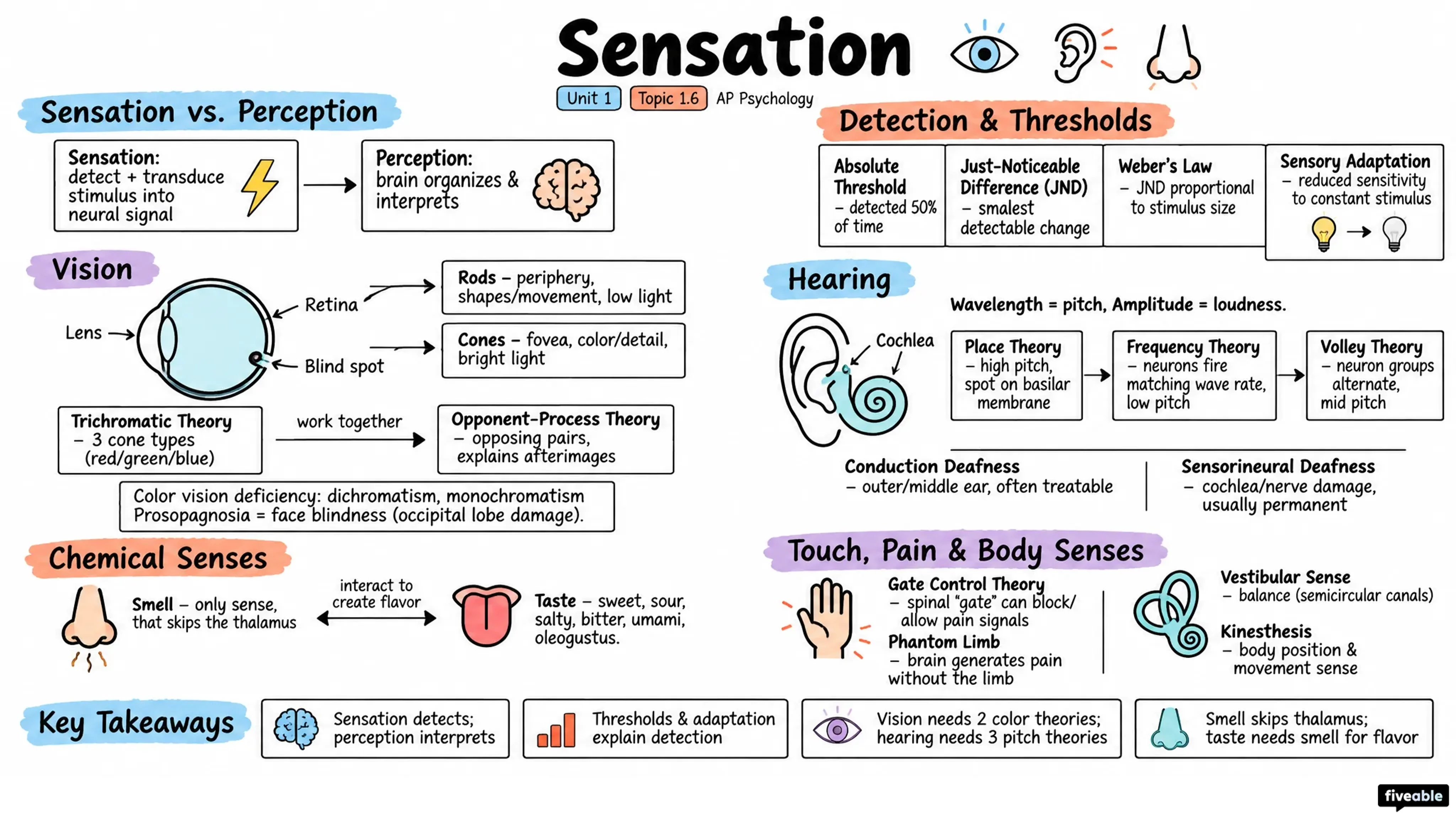 1.6 Sensation - AP Psychology - Unit 1 visual cheatsheet