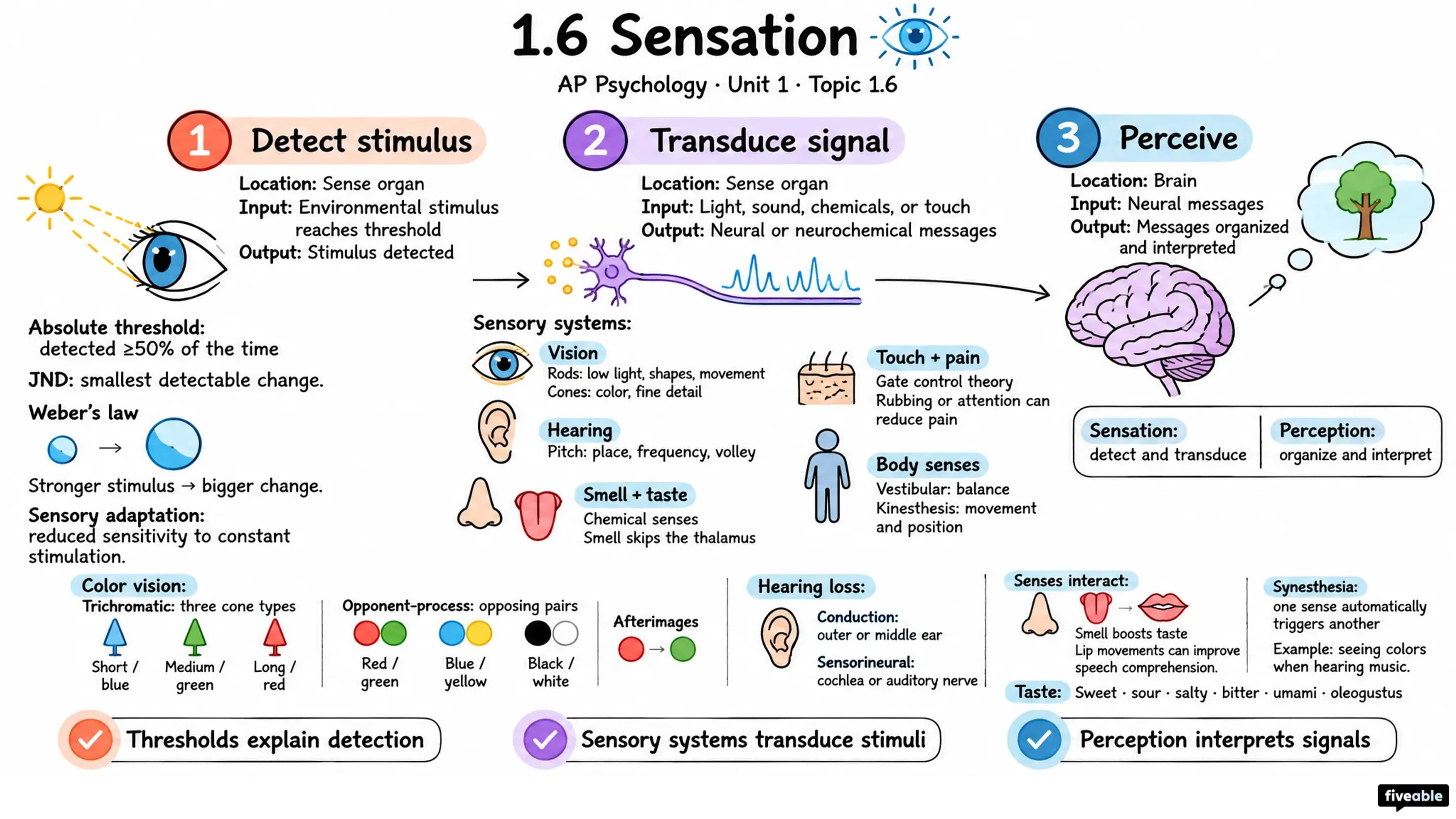 1.6 Sensation - AP Psychology - Unit 1 visual cheatsheet