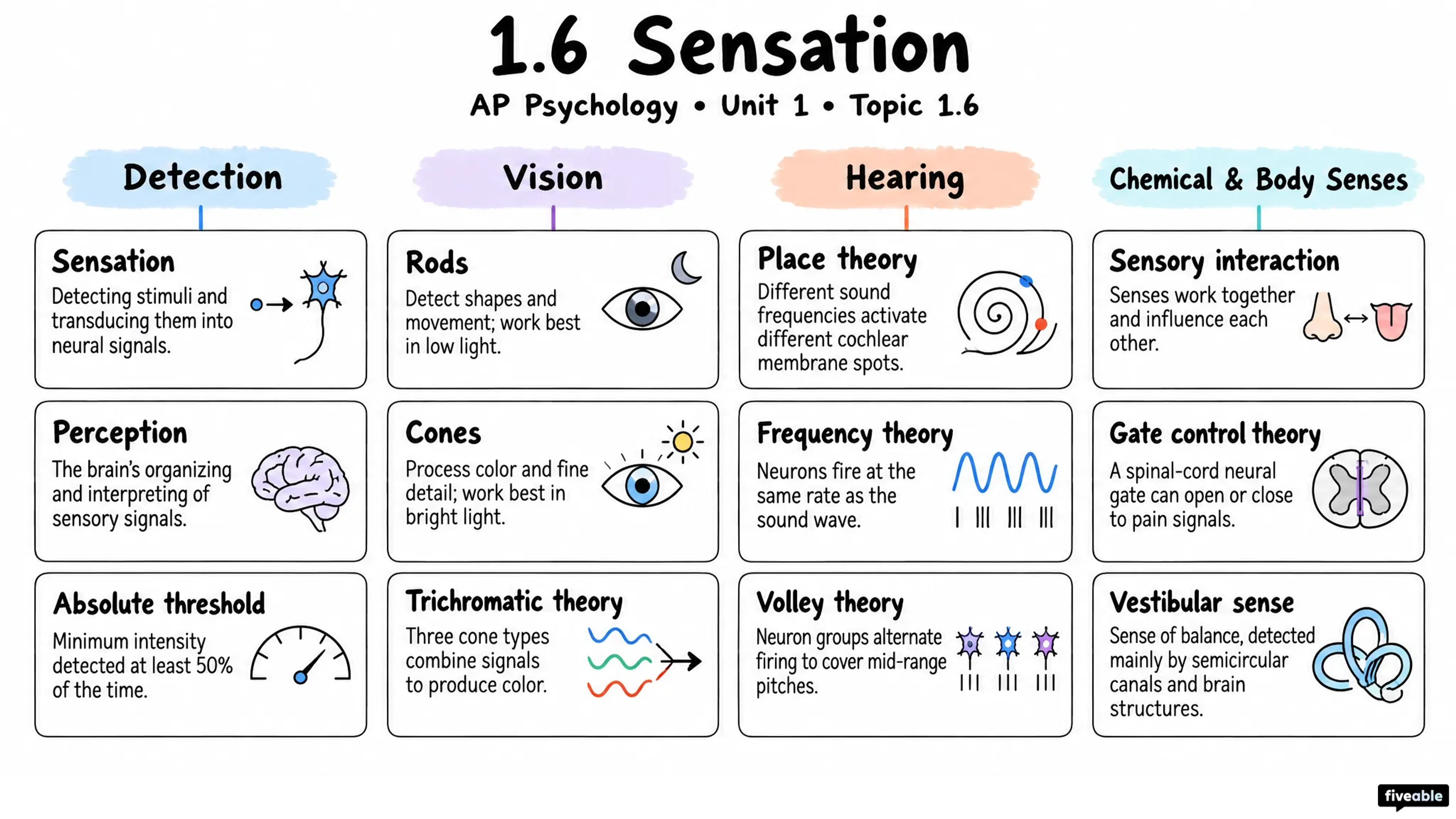 1.6 Sensation - AP Psychology - Unit 1 visual cheatsheet