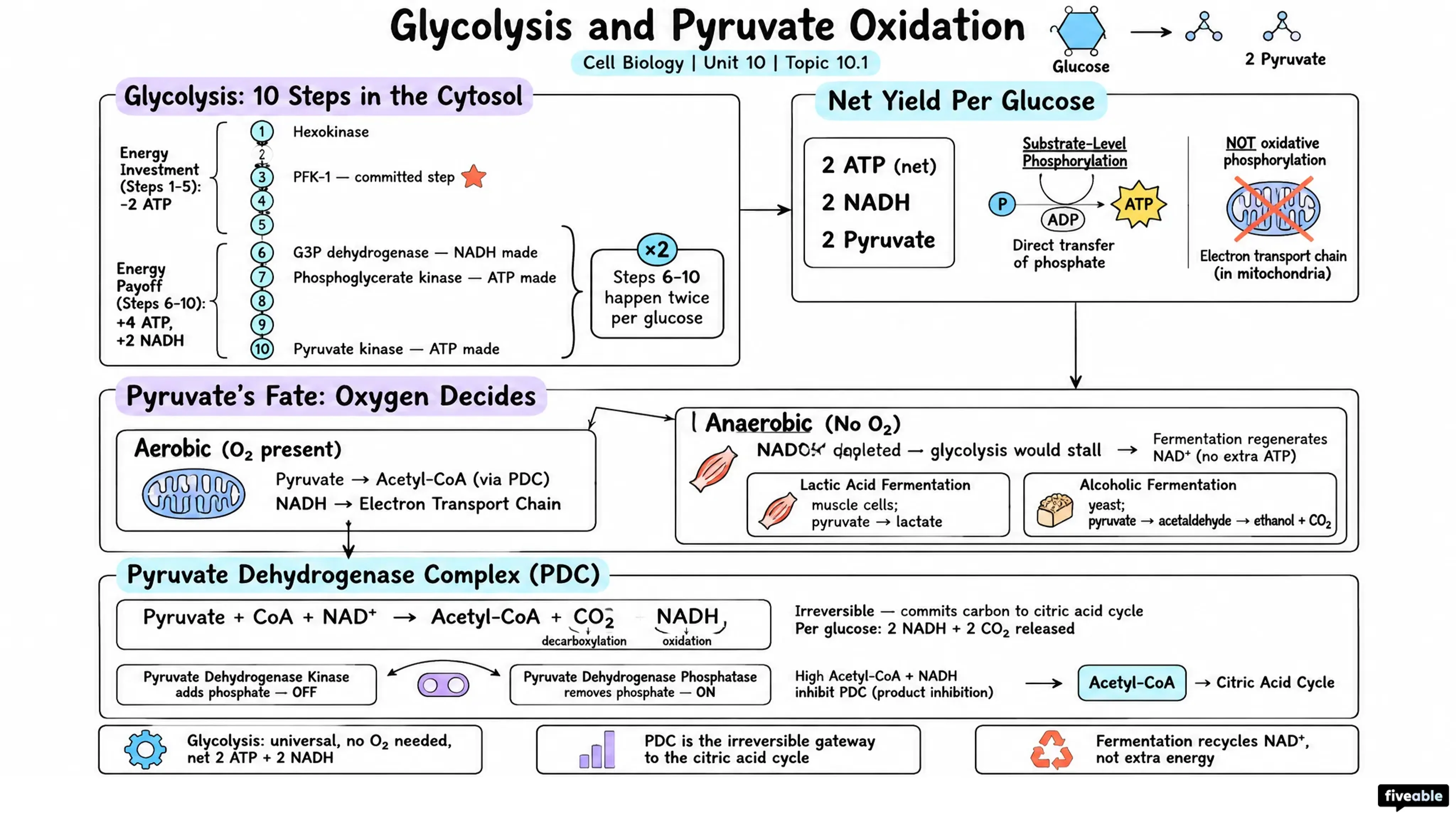 10.1 Glycolysis and pyruvate oxidation - Cell Biology - Unit 10 visual cheatsheet