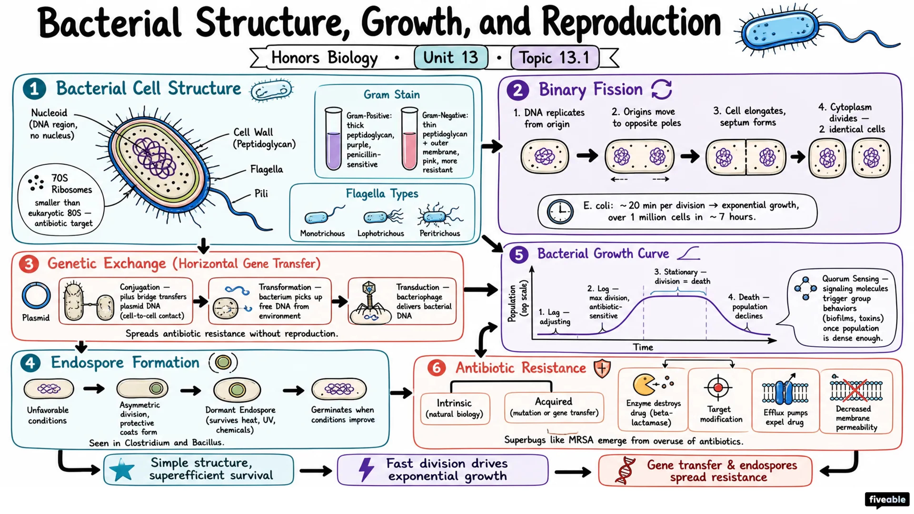 13.1 Bacterial Structure, Growth, and Reproduction - Honors Biology - Unit 13 visual cheatsheet