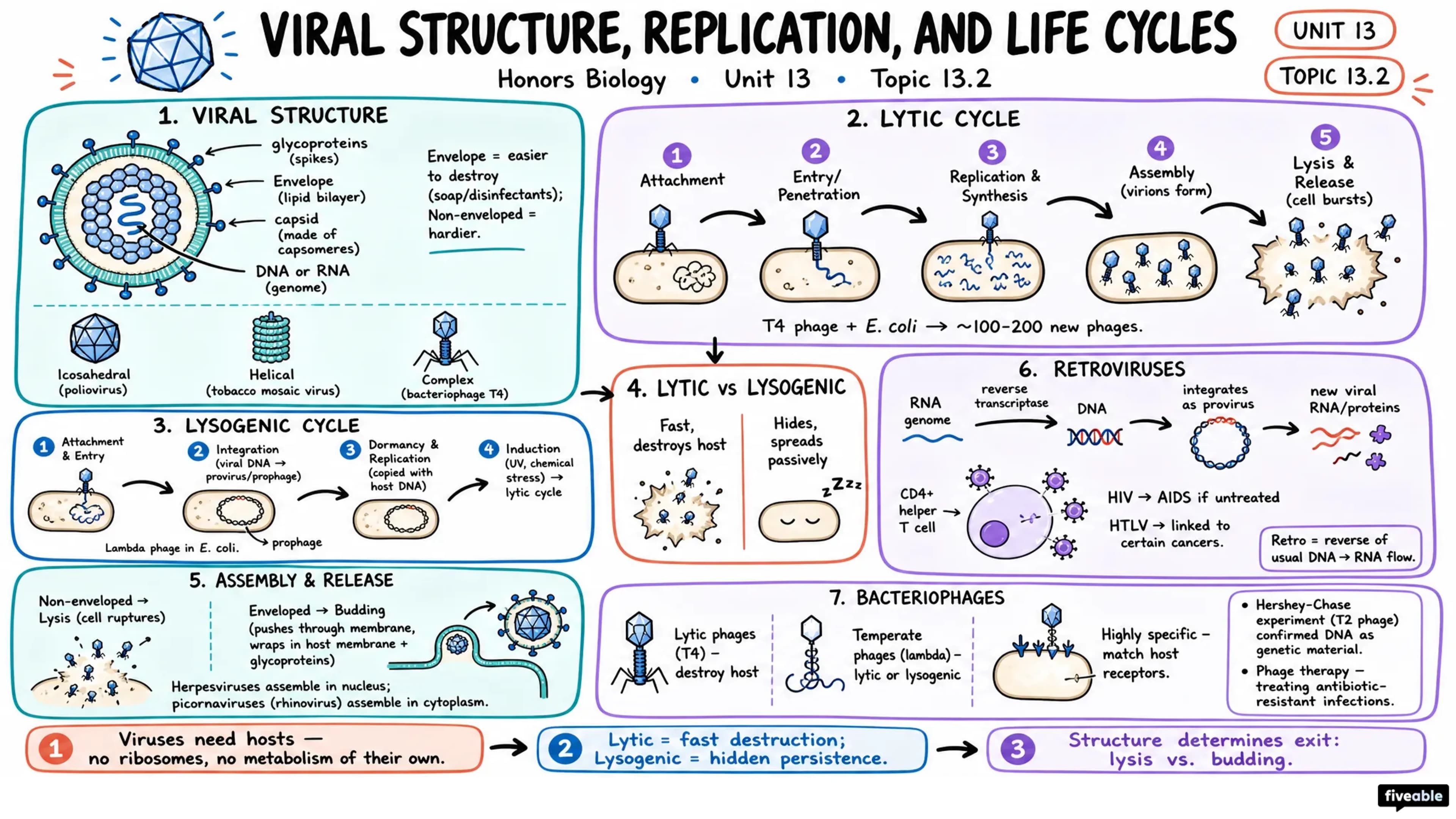 13.2 Viral Structure, Replication, and Life Cycles - Honors Biology - Unit 13 visual cheatsheet