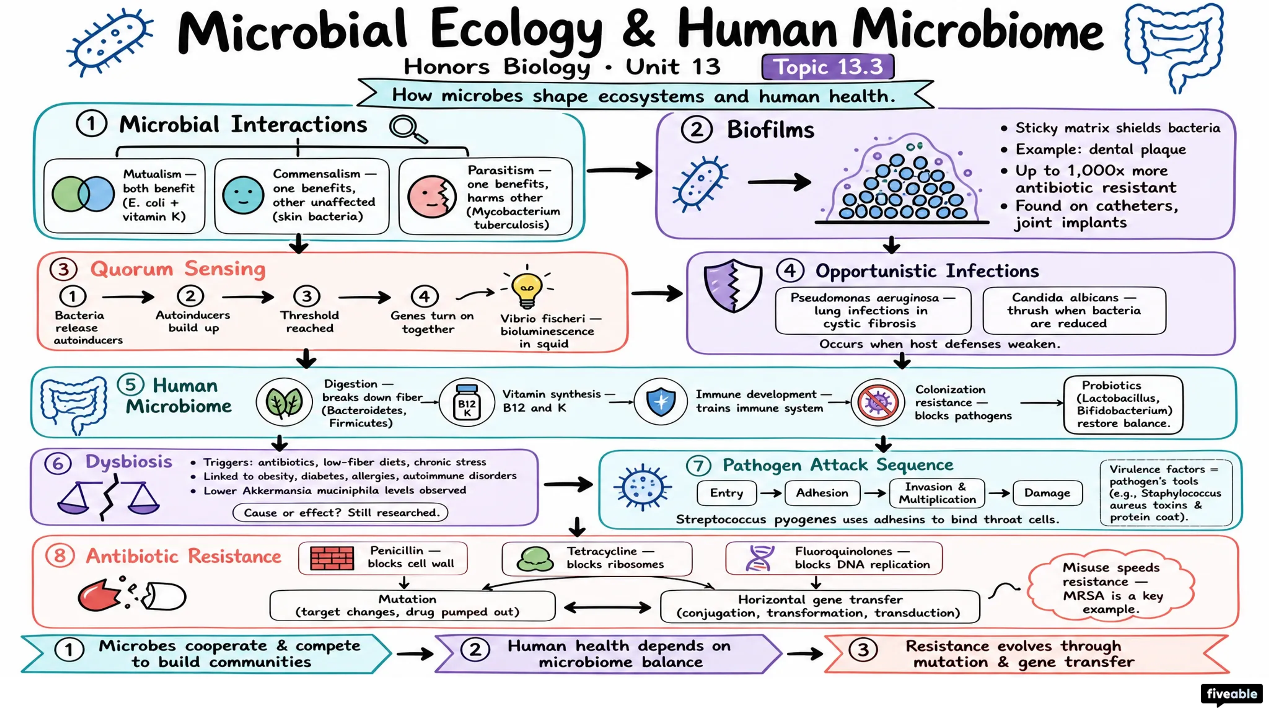 13.3 Microbial Ecology and Human Microbiome - Honors Biology - Unit 13 visual cheatsheet