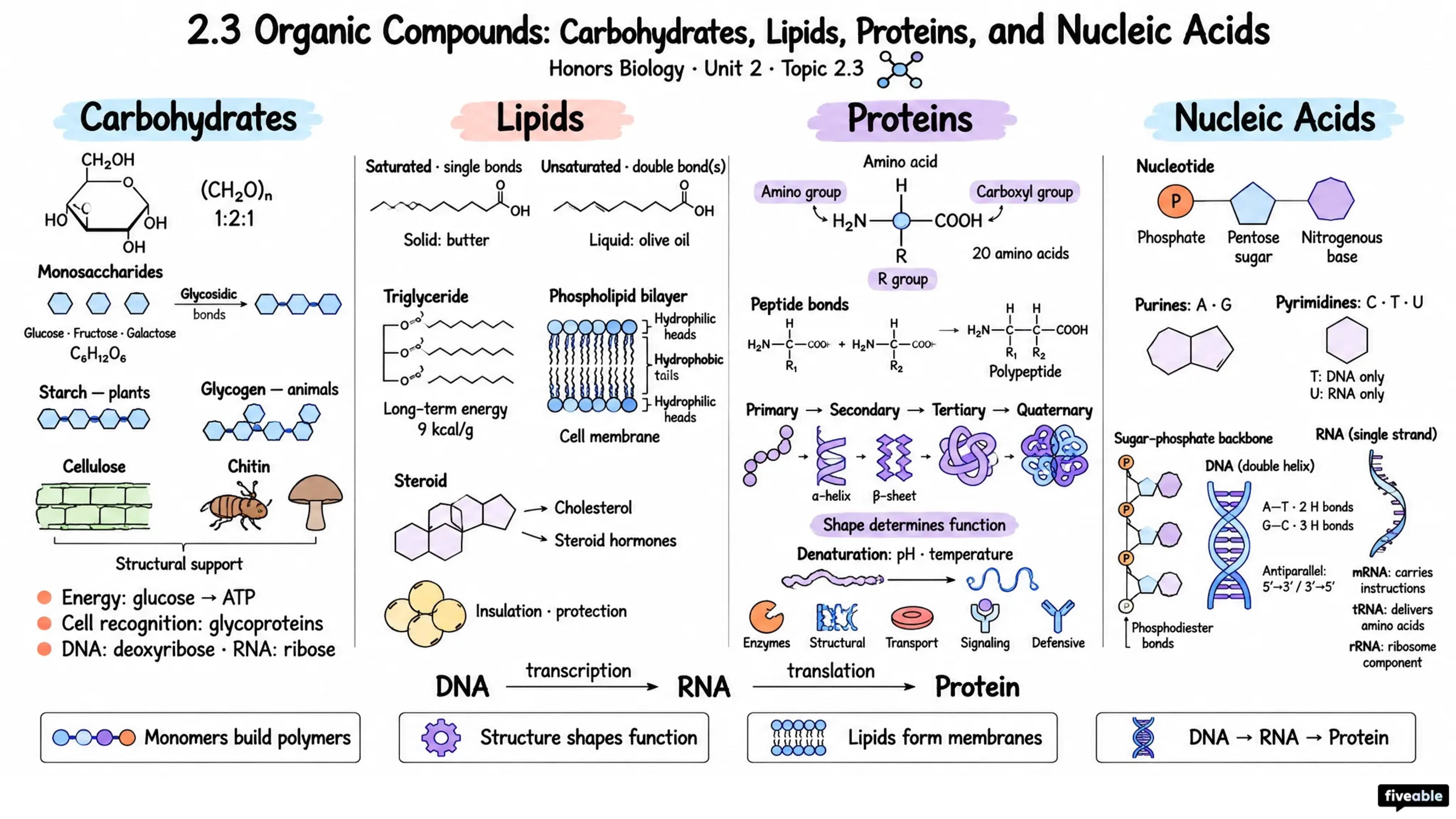 2.3 Organic Compounds: Carbohydrates, Lipids, Proteins, and Nucleic Acids - Honors Biology - Unit 2 visual cheatsheet