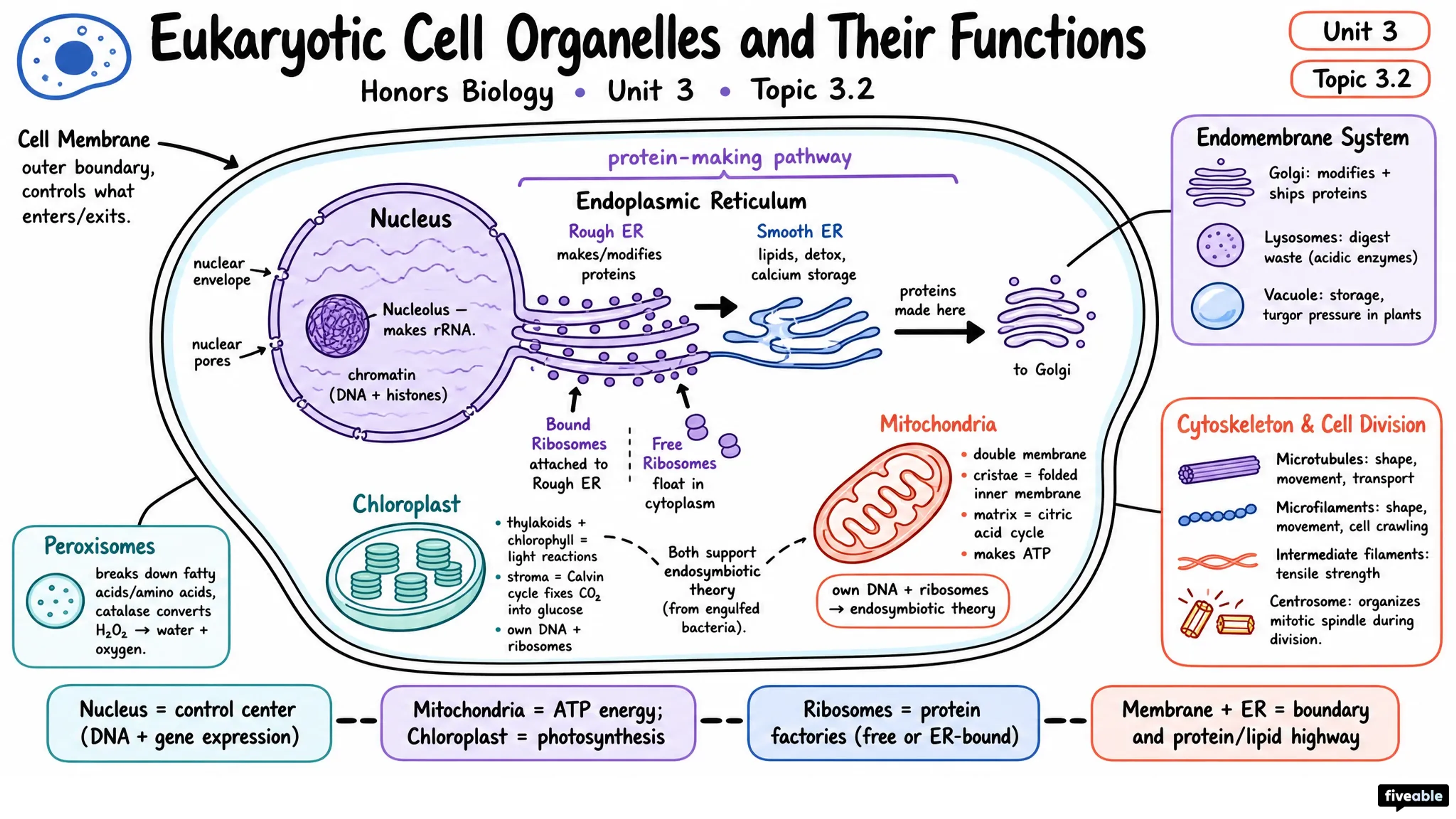 3.2 Eukaryotic Cell Organelles and Their Functions - Honors Biology - Unit 3 visual cheatsheet