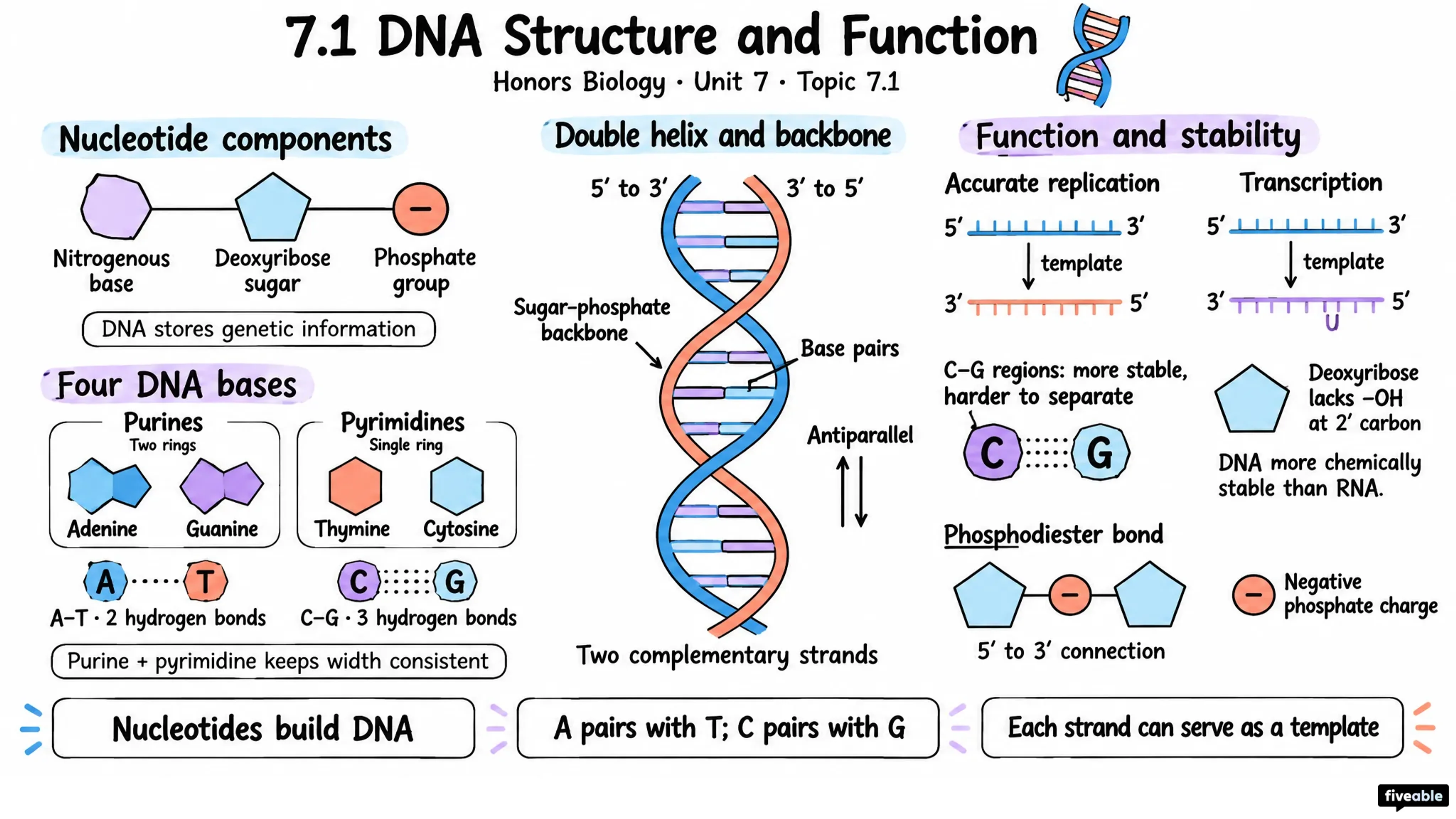 7.1 DNA Structure and Function - Honors Biology - Unit 7 visual cheatsheet