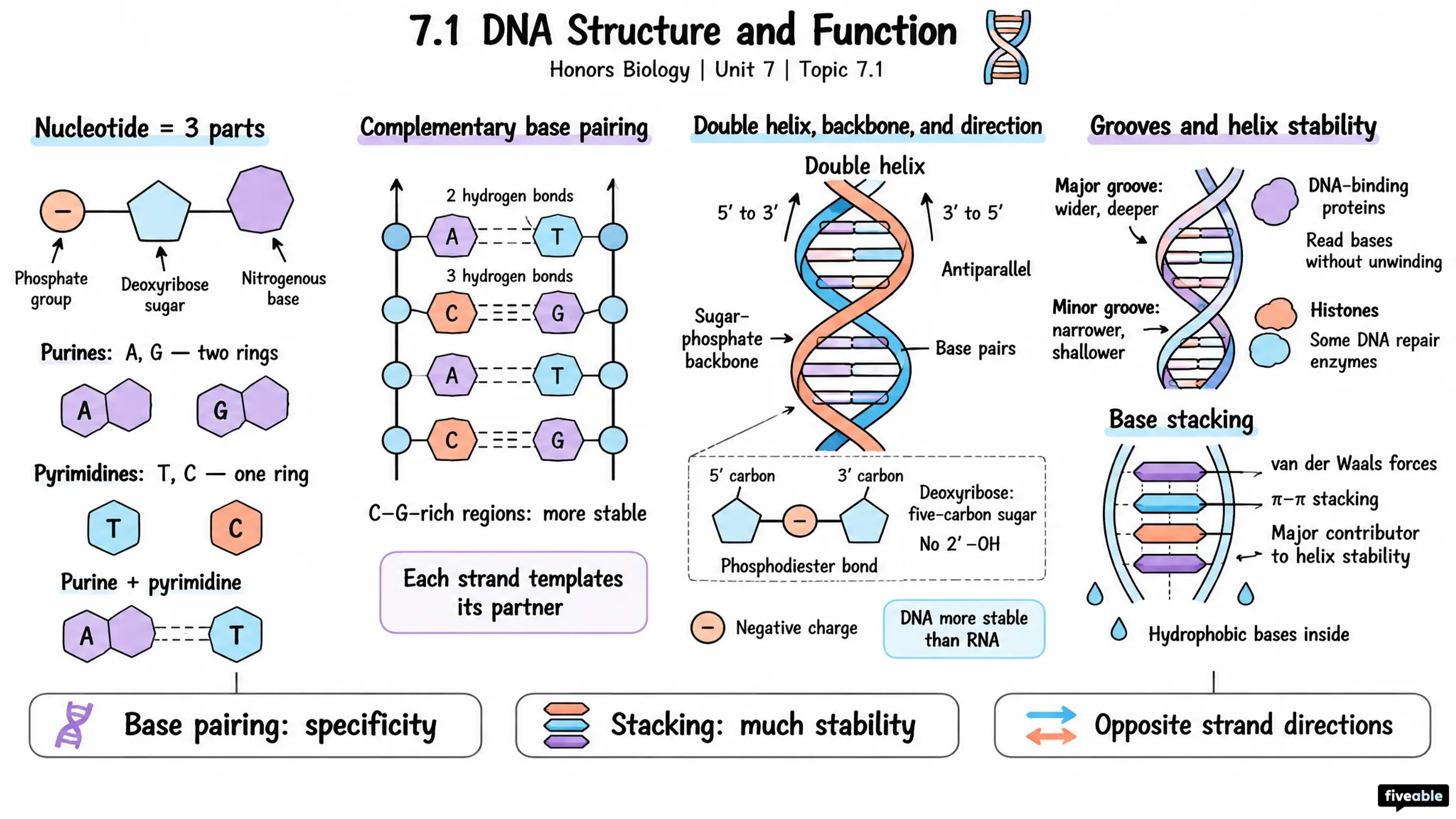 7.1 DNA Structure and Function - Honors Biology - Unit 7 visual cheatsheet