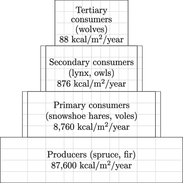 Energy transfer in a boreal forest ecosystem — AP Environmental Science