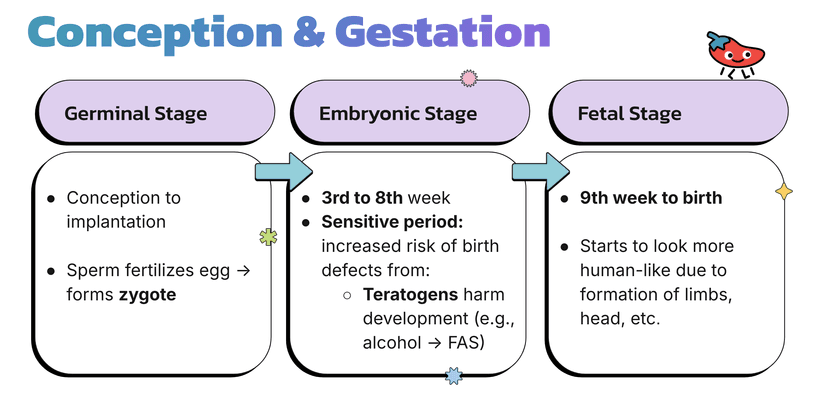 conception stages