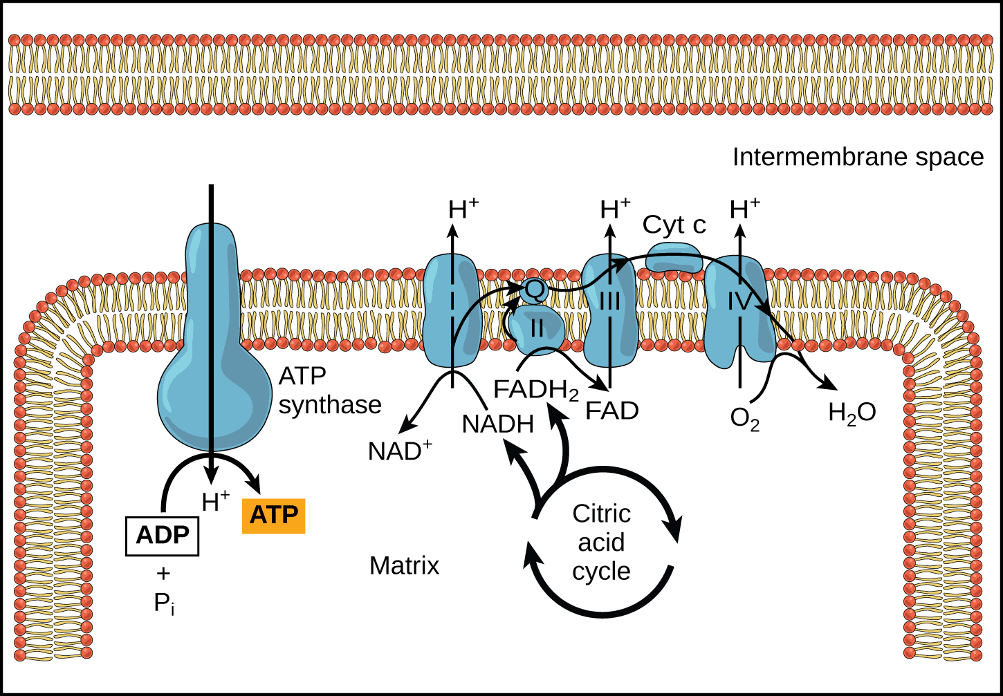 ADP/ATP and NAD+/NADH Ratios, Oxidative Phosphorylation | OpenStax Biology 2e