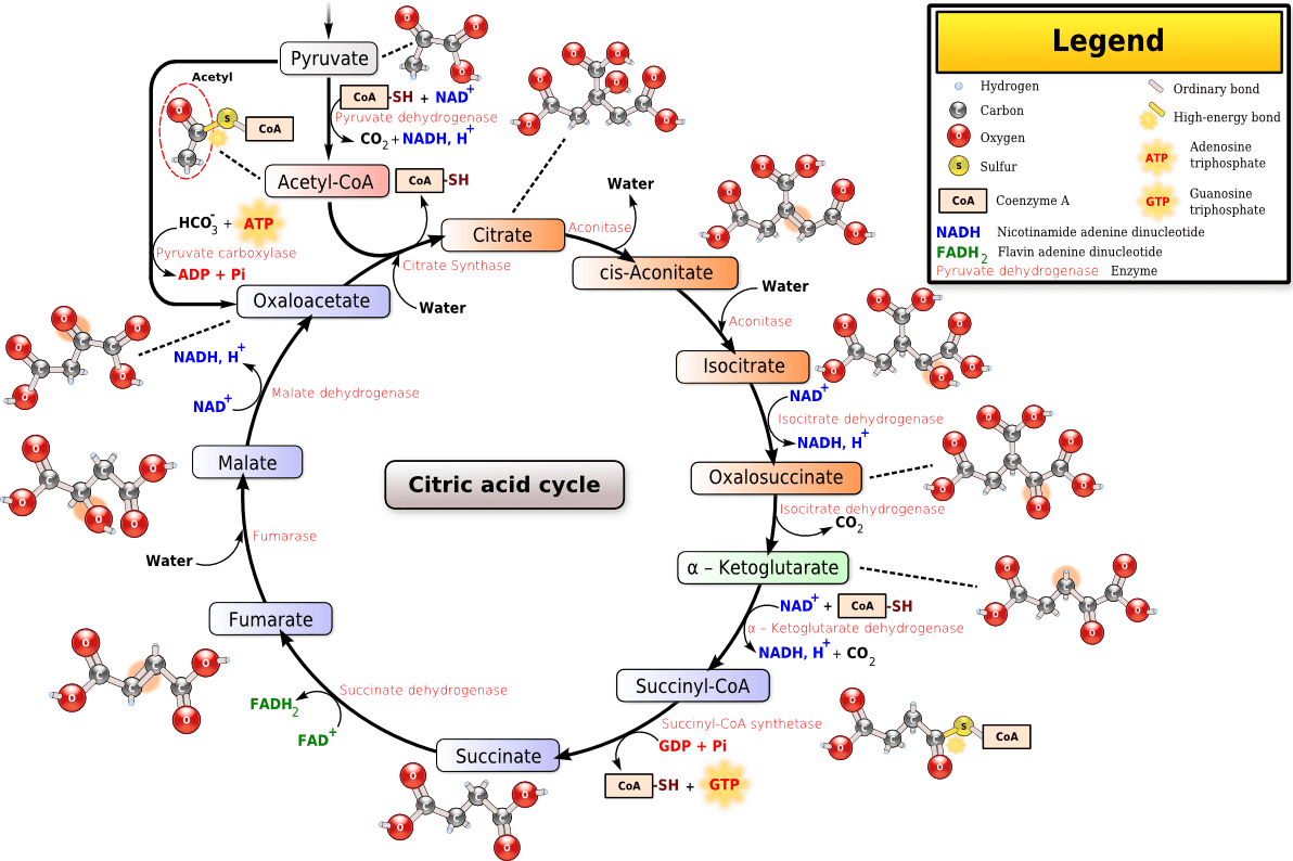 ATP and NADH Ratios, Citric acid cycle - wikidoc