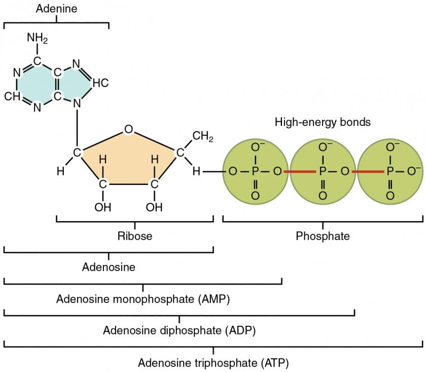 Composition and Structure of ATP, Organic Compounds Essential to Human Functioning | Anatomy and Physiology I