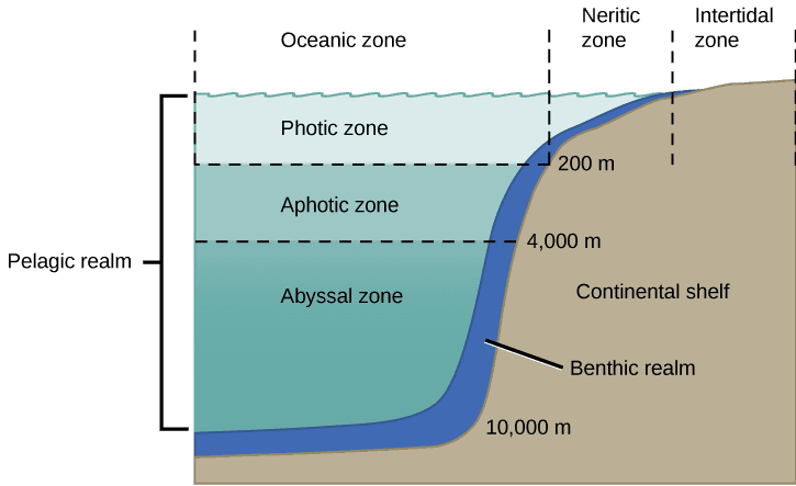 Abiotic factors in aquatic ecosystems, Characteristics of Aquatic Biomes | Biology for Majors II