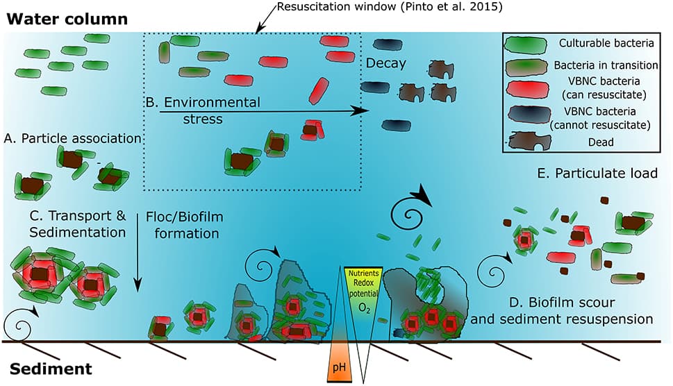 Abundance and distribution of marine viruses, Frontiers | Abundance and Distribution of Enteric Bacteria and Viruses in Coastal and Estuarine ...