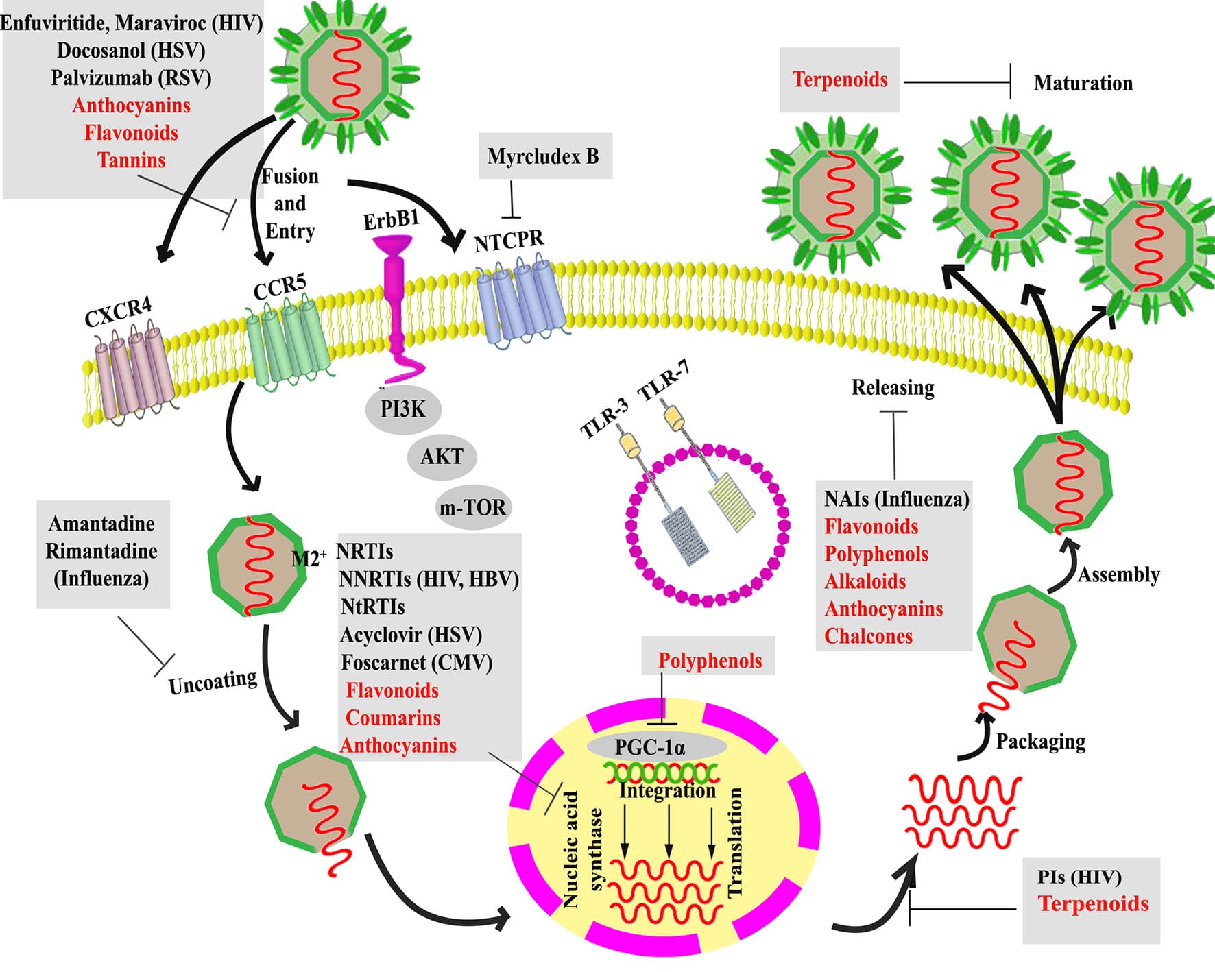 Main types and mechanisms of action, Frontiers | The Signaling Pathways, and Therapeutic Targets of Antiviral Agents: Focusing on the ...