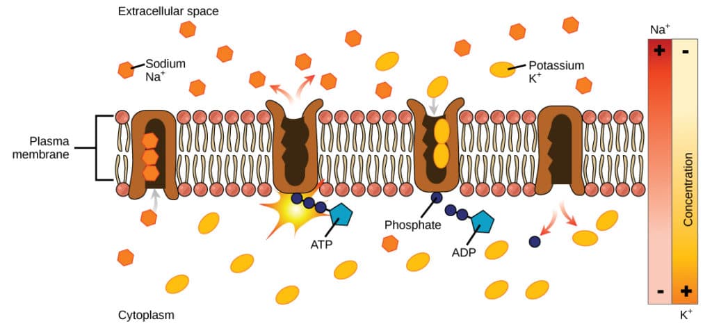 Active Transport and Cotransport, Active Transport | Biology I