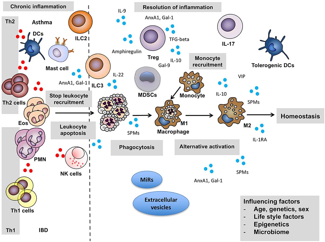 Acute and Chronic Inflammation, Frontiers | Activation of Resolution Pathways to Prevent and Fight Chronic Inflammation: Lessons ...