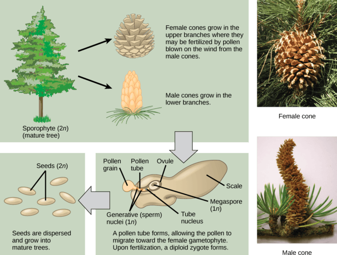 Adaptations for land reproduction, Plant Reproductive Development and Structure | Boundless Biology